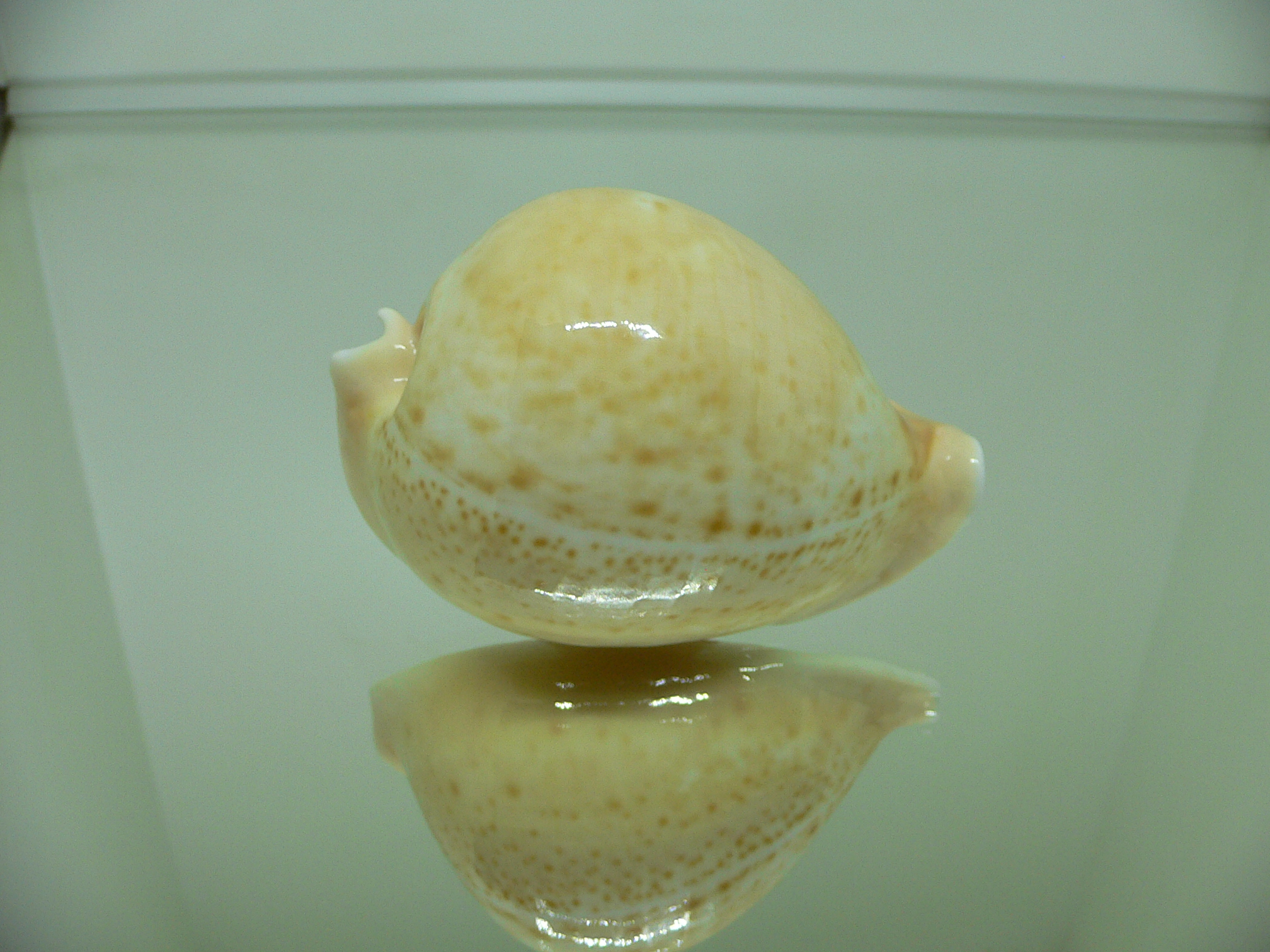 Cypraea armeniaca armeniaca