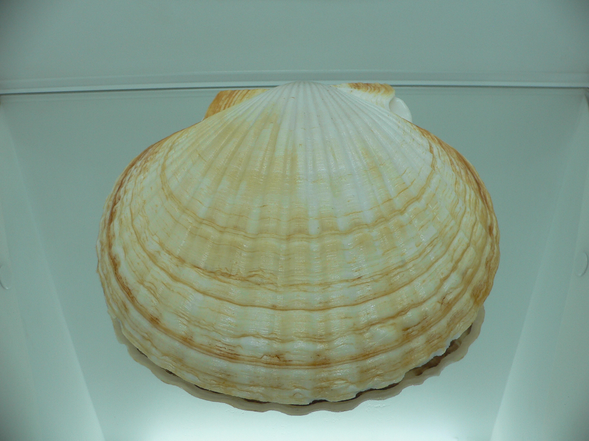 Patinopecten yessoensis ORANGE & BIG