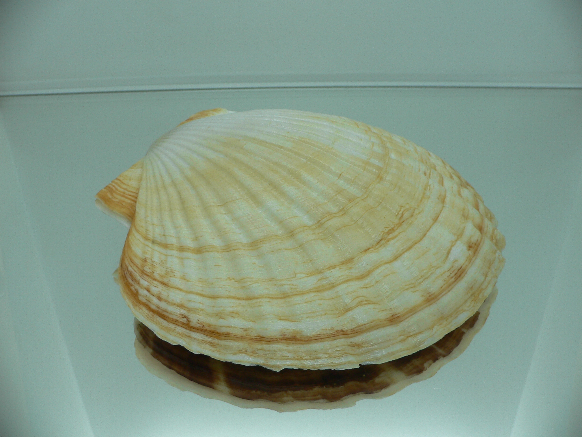 Patinopecten yessoensis ORANGE & BIG