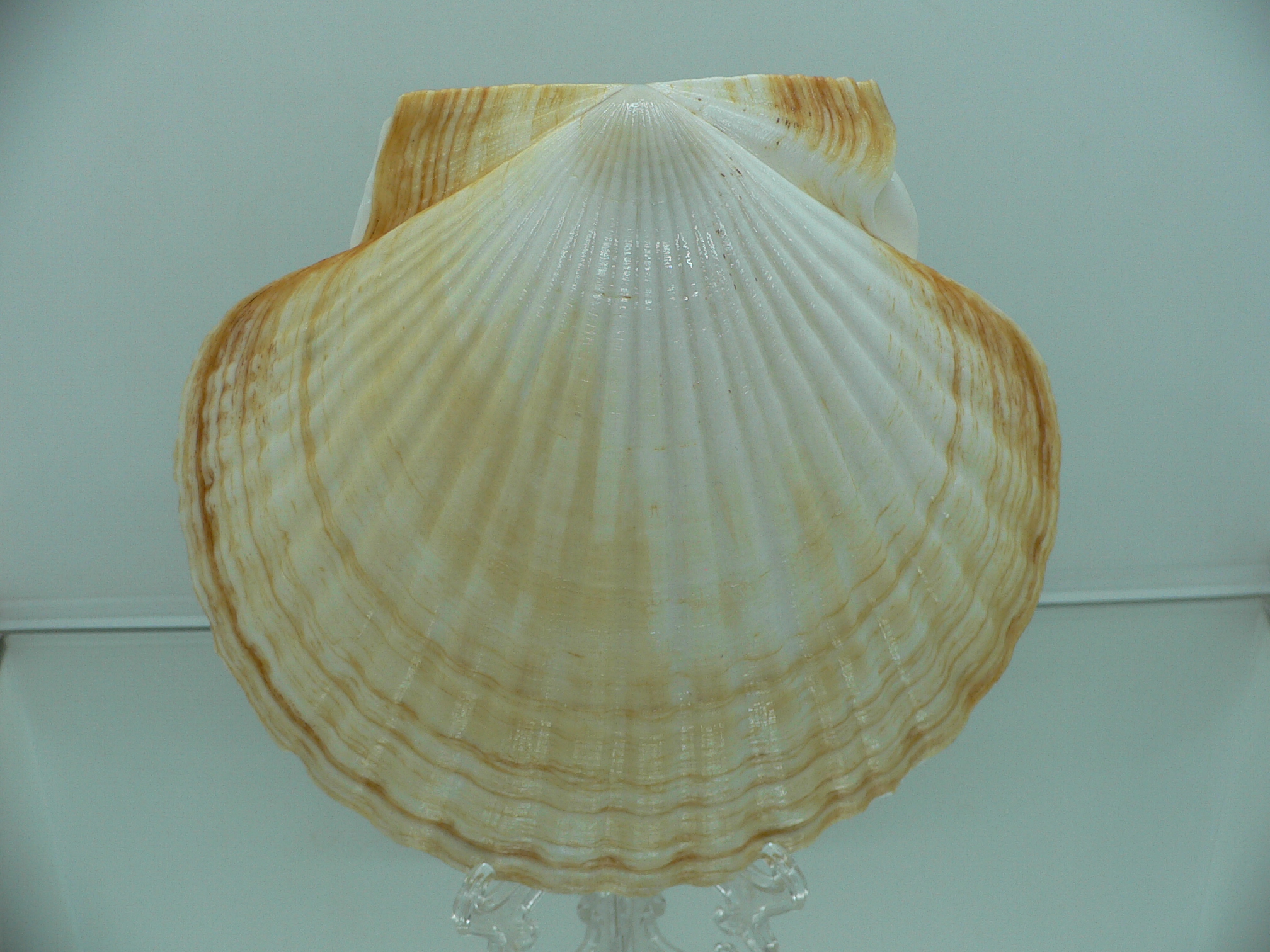 Patinopecten yessoensis ORANGE & BIG