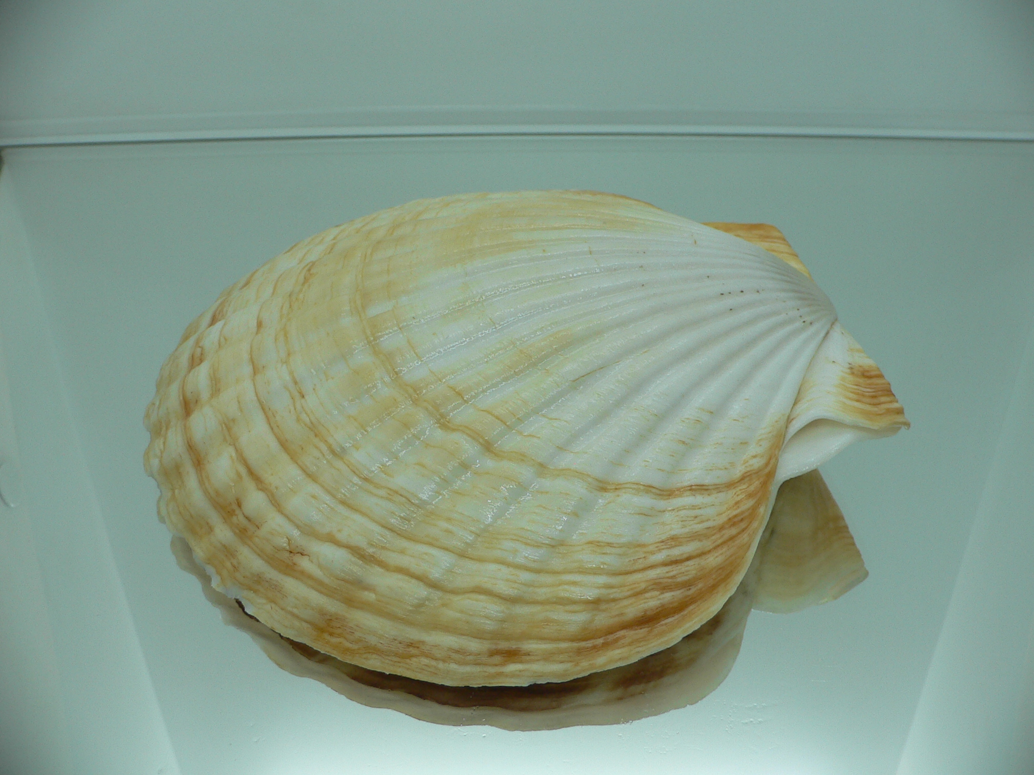 Patinopecten yessoensis ORANGE & BIG