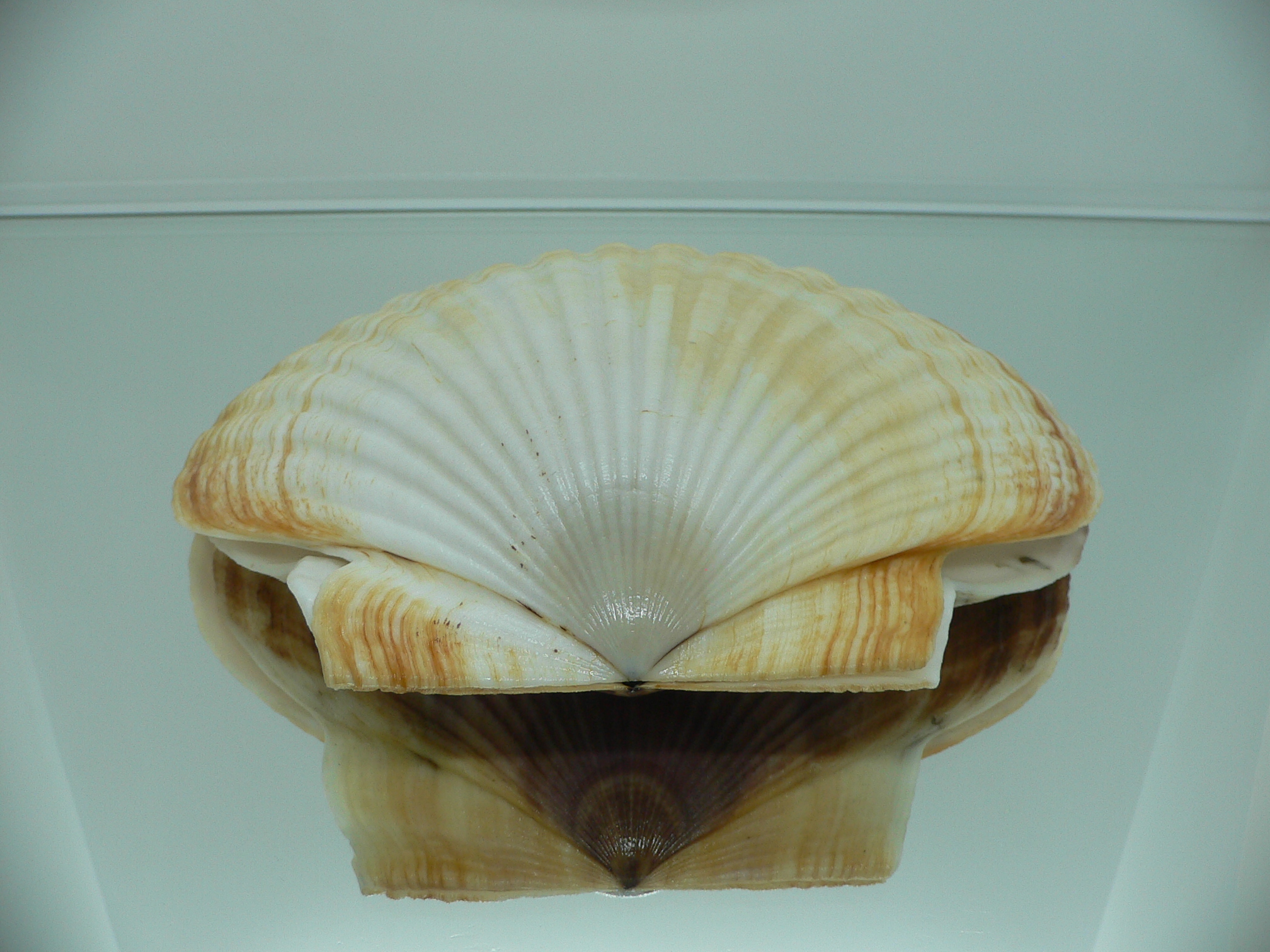 Patinopecten yessoensis ORANGE & BIG