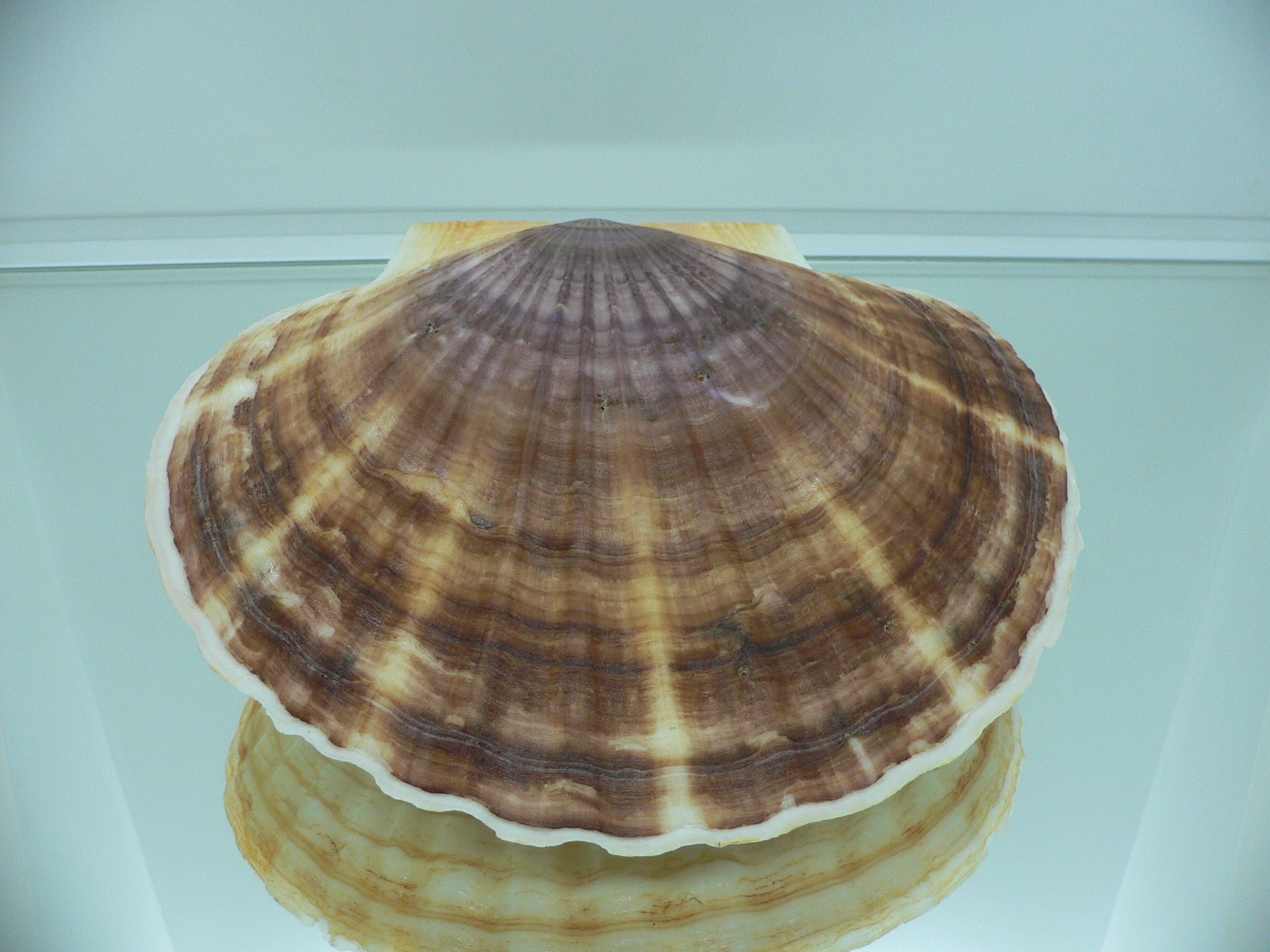 Patinopecten yessoensis ORANGE & BIG