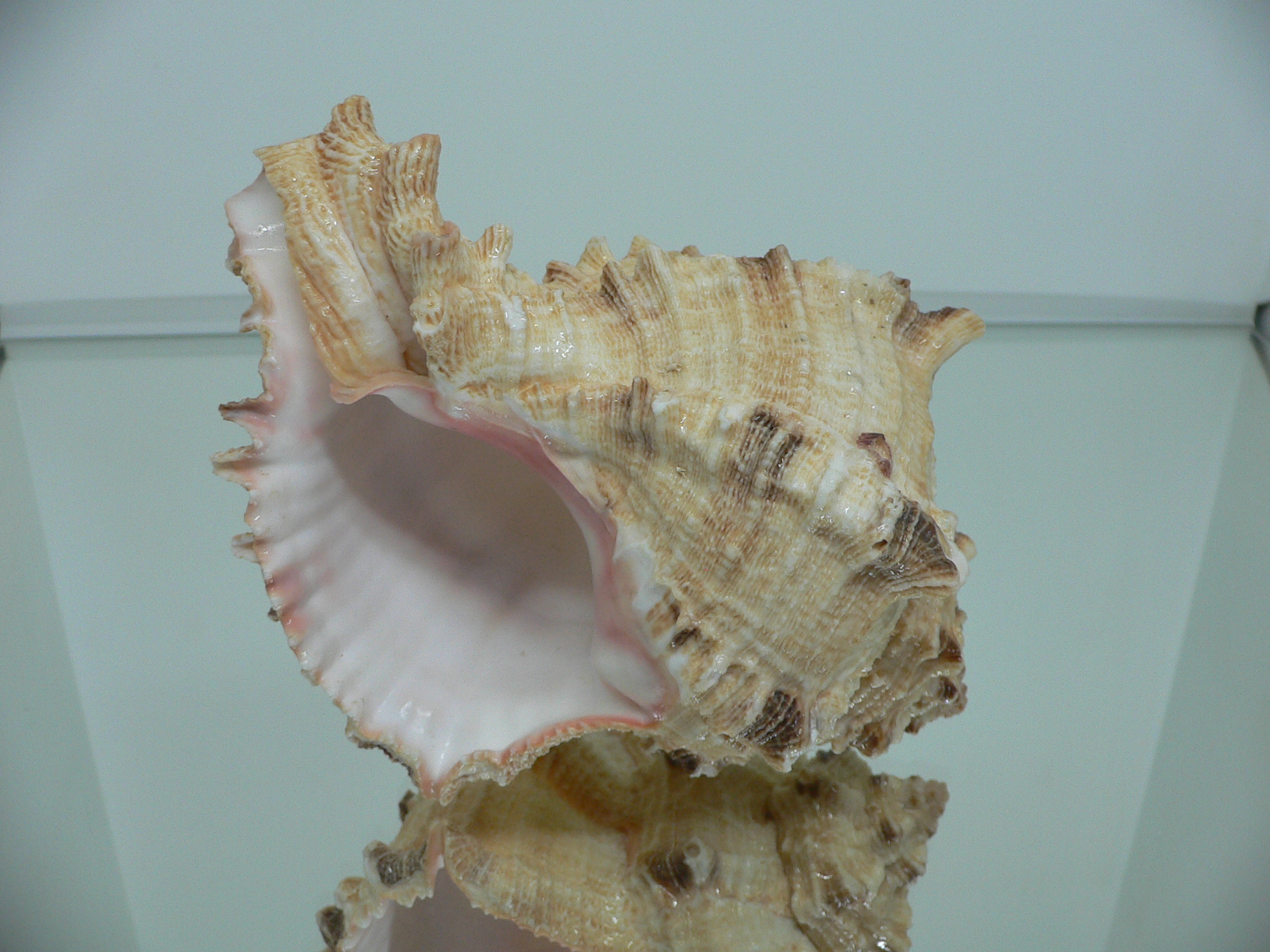 Hexaplex rosarium BIG MONSTER