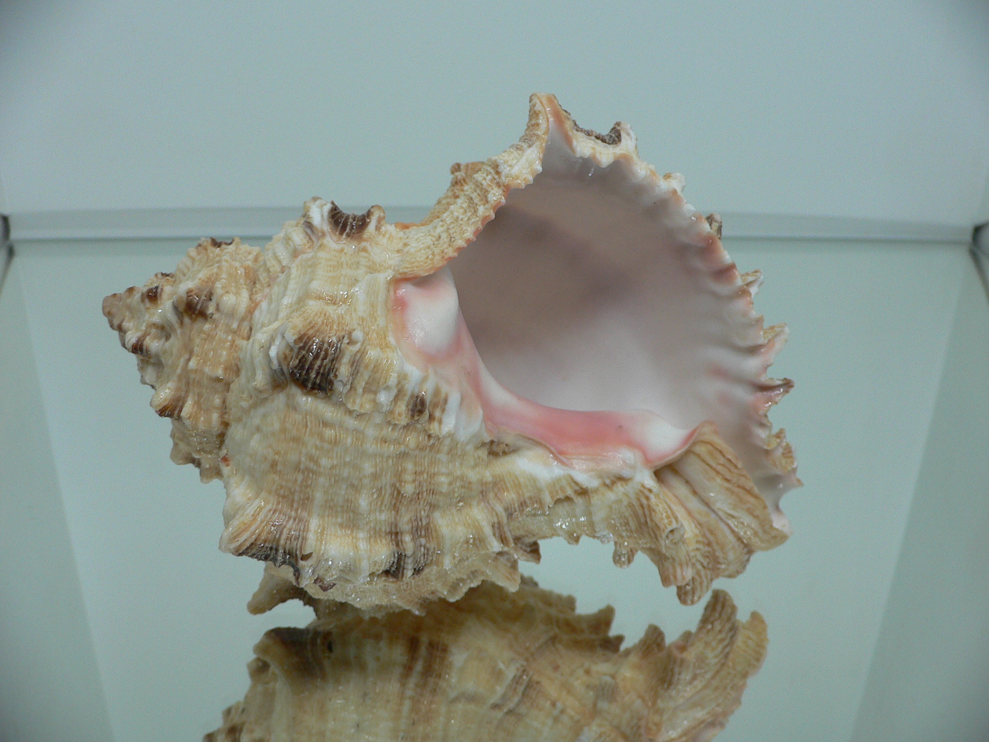 Hexaplex rosarium BIG MONSTER