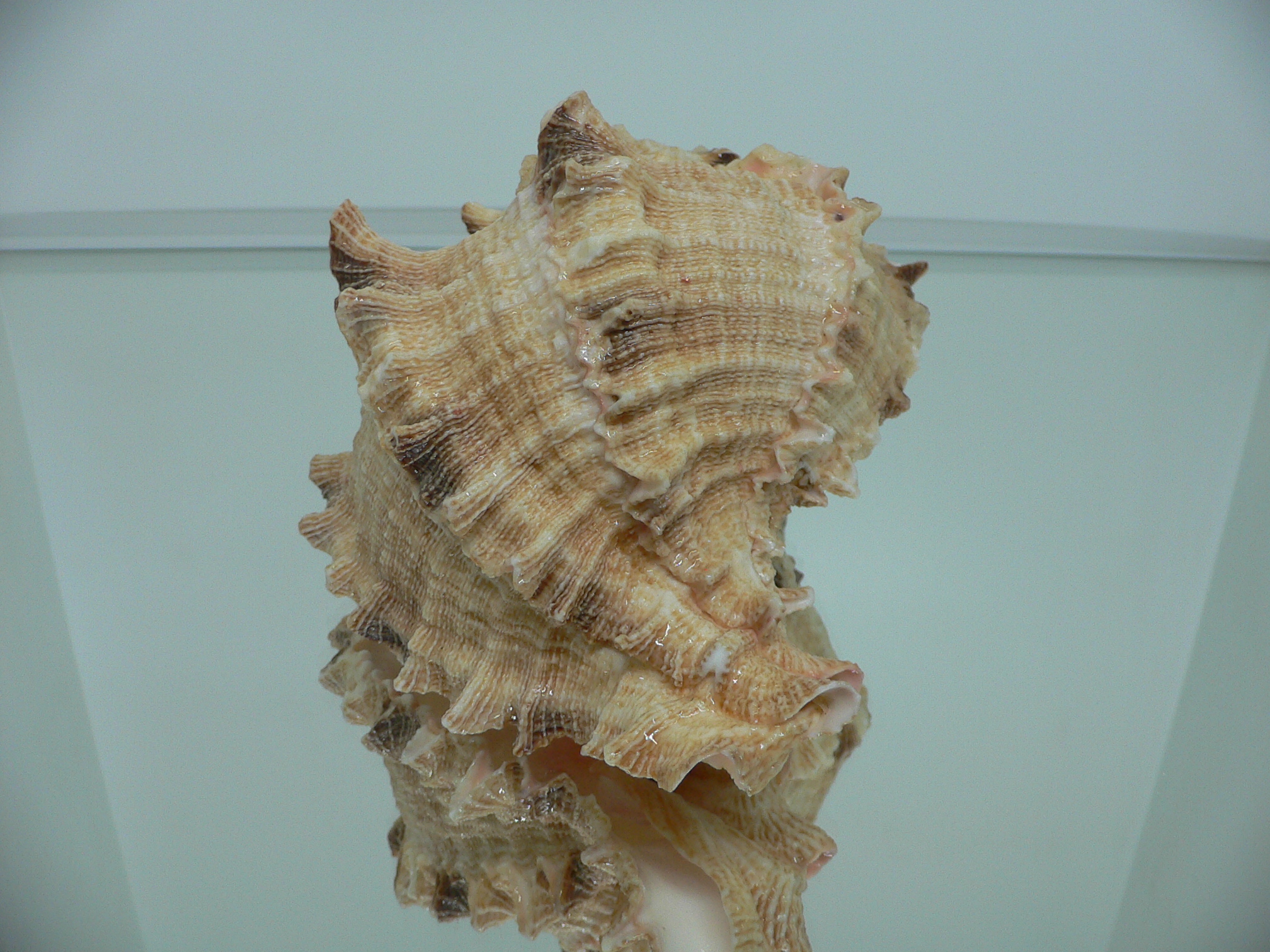 Hexaplex rosarium BIG MONSTER