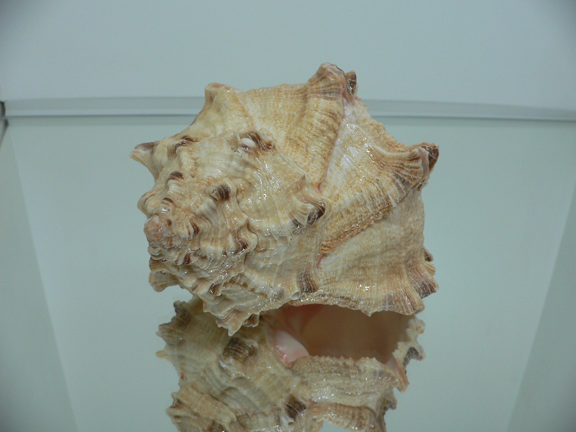 Hexaplex rosarium BIG MONSTER