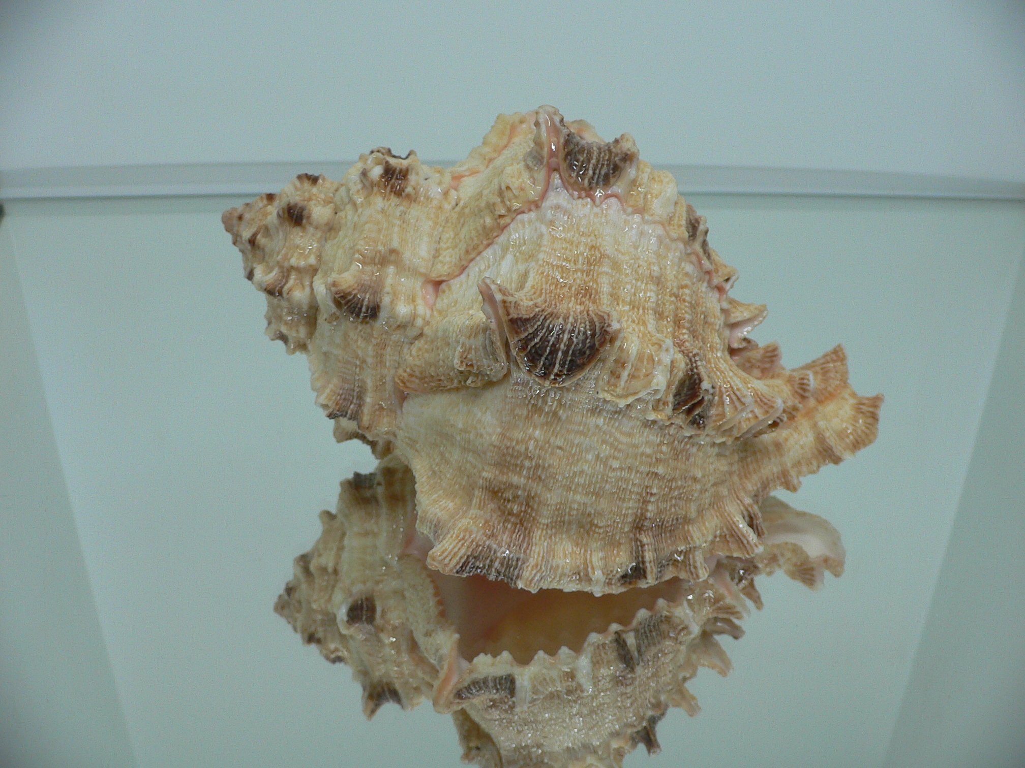 Hexaplex rosarium BIG MONSTER