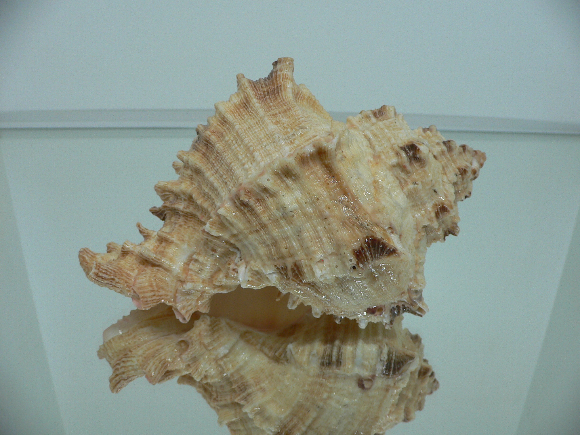 Hexaplex rosarium BIG MONSTER