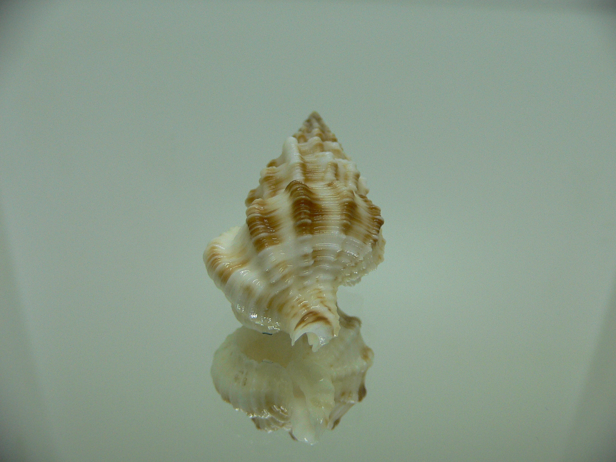 Nassaria amboynensis LIGHT