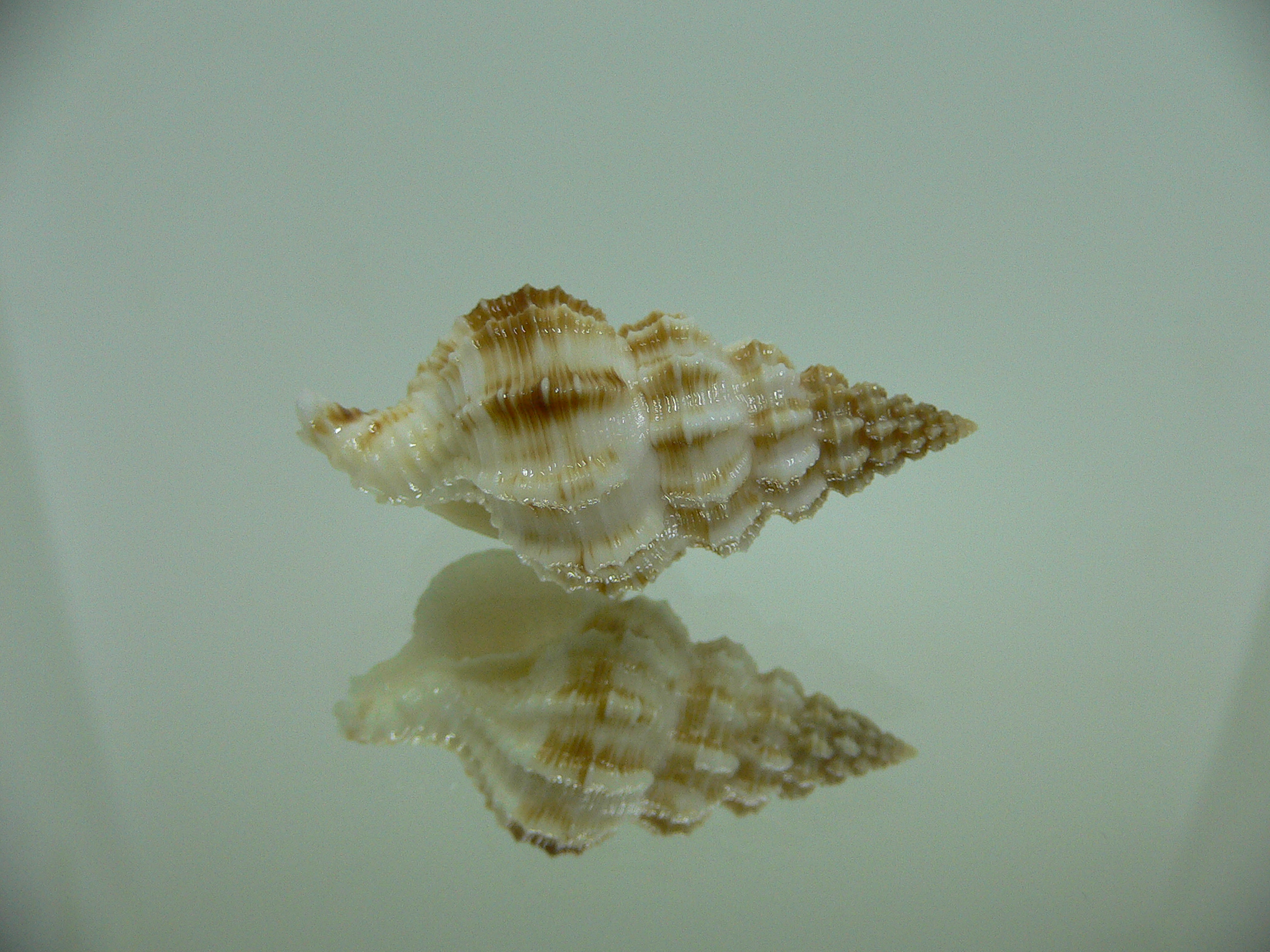 Nassaria amboynensis LIGHT