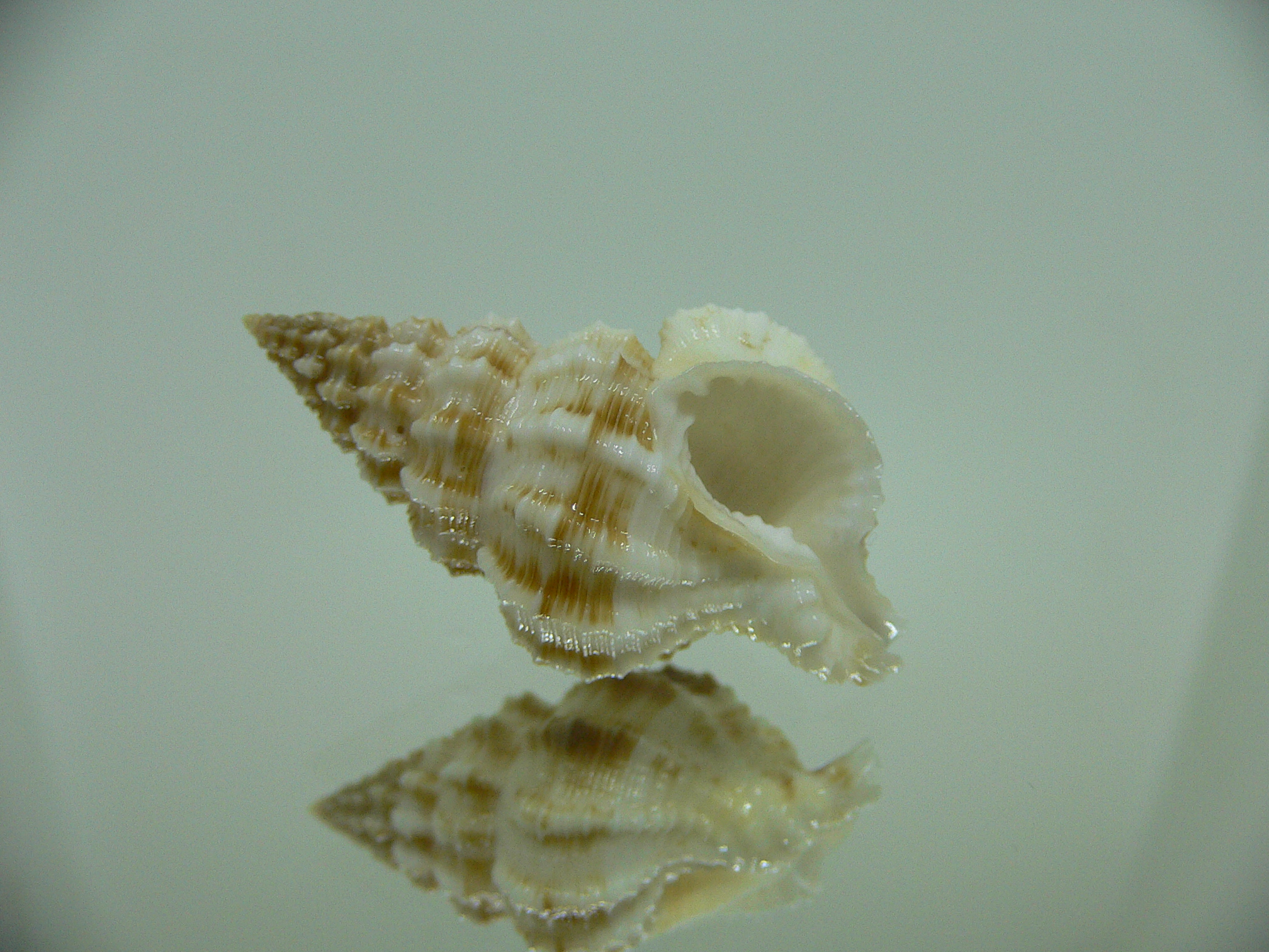 Nassaria amboynensis LIGHT