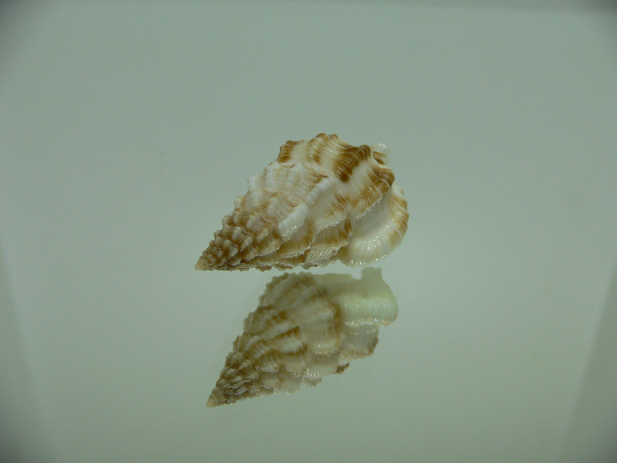 Nassaria amboynensis LIGHT