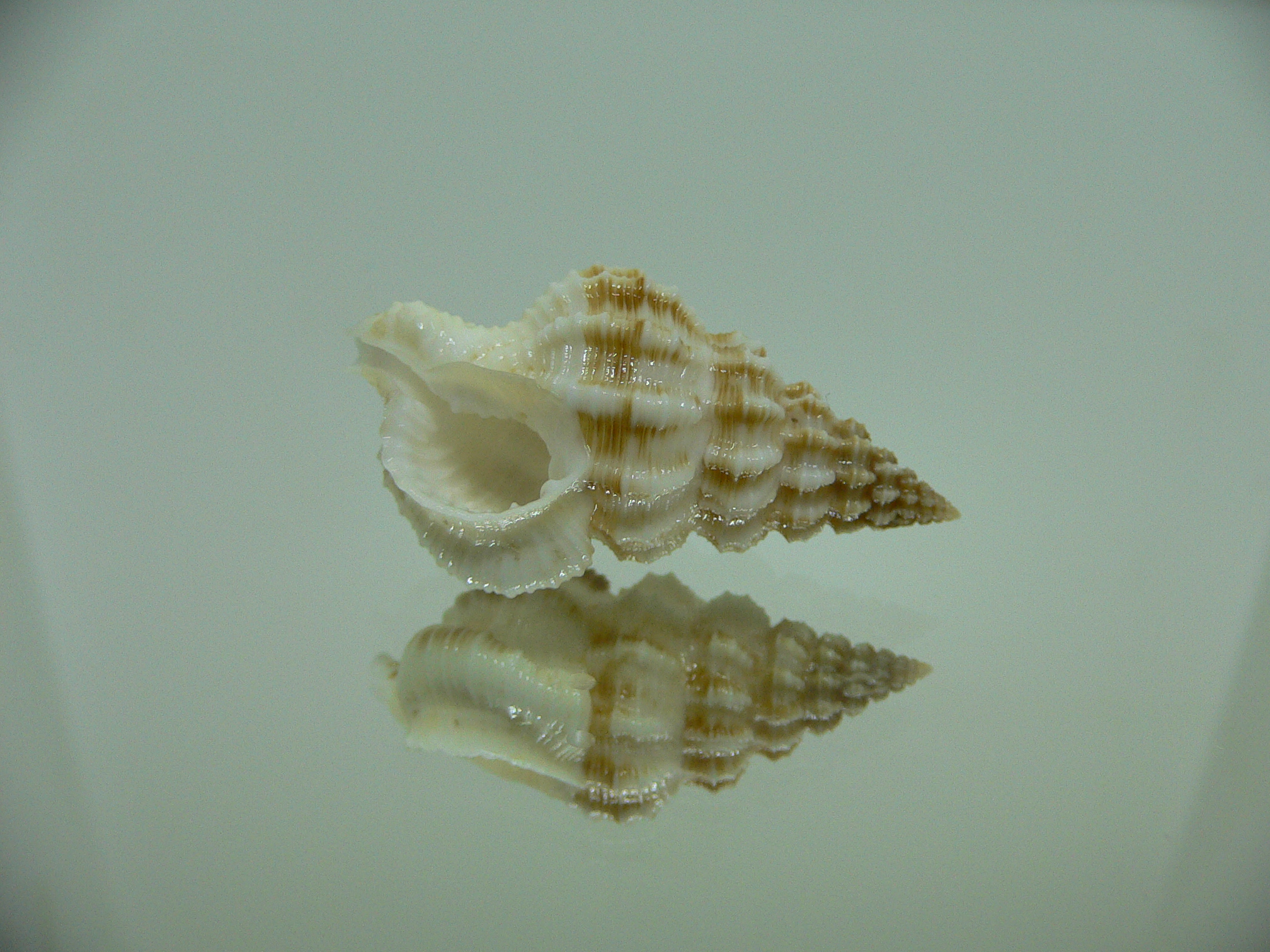 Nassaria amboynensis LIGHT