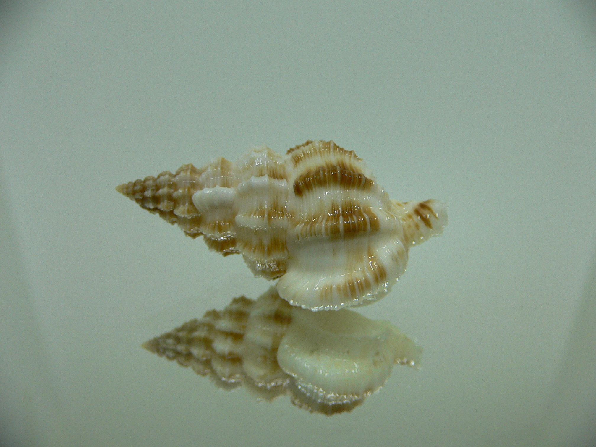 Nassaria amboynensis LIGHT