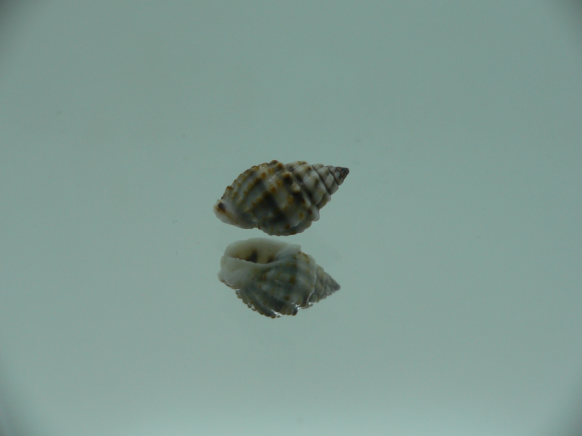 Nassarius crenoliratus