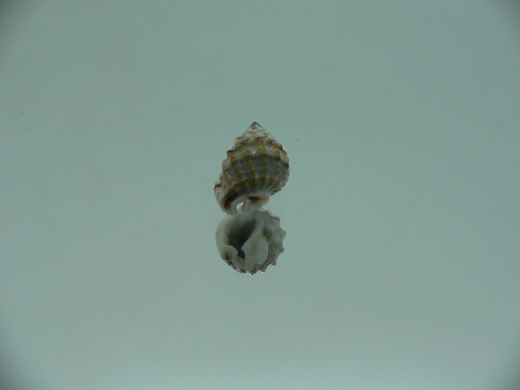 Nassarius crenoliratus