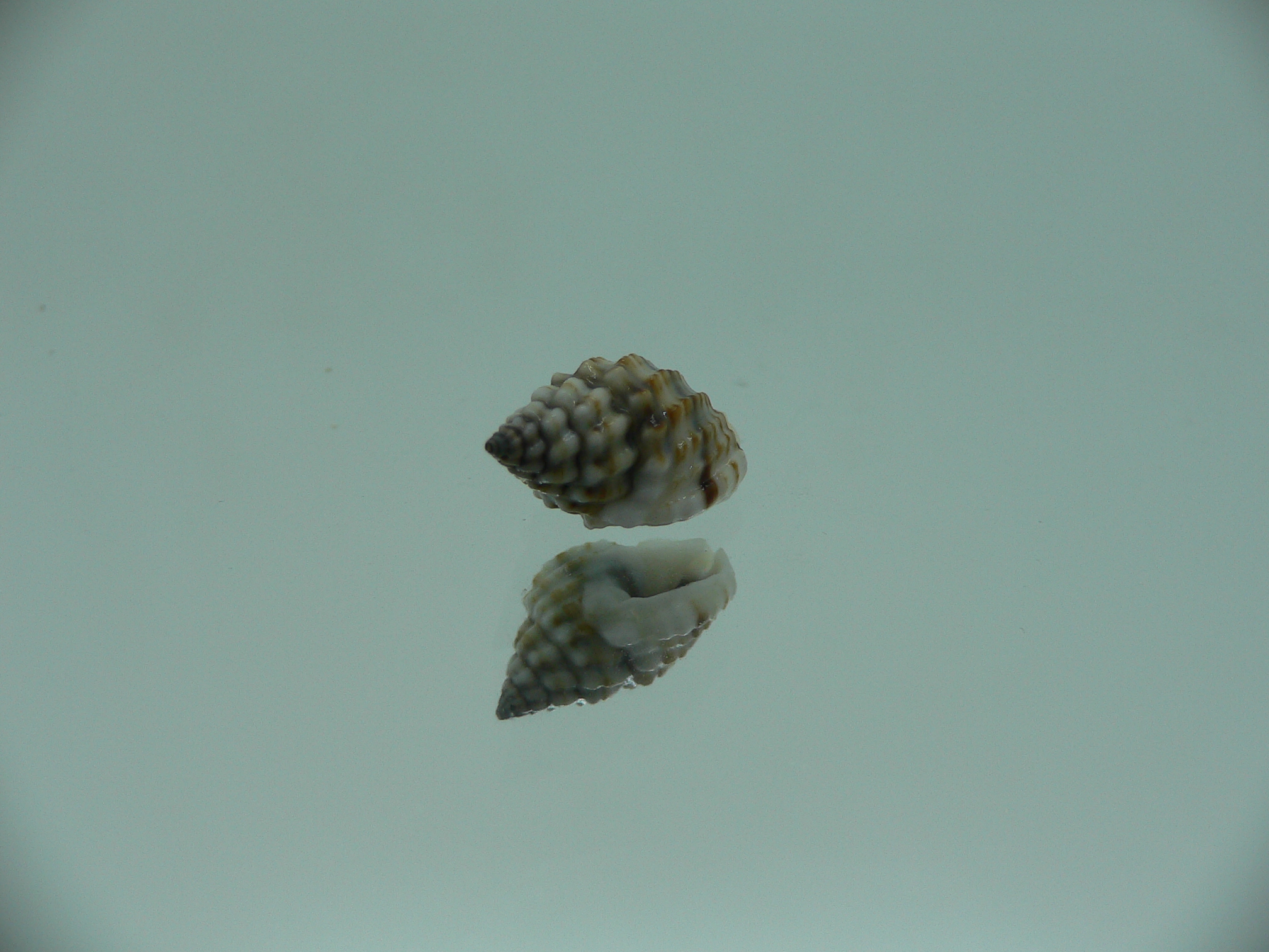 Nassarius crenoliratus