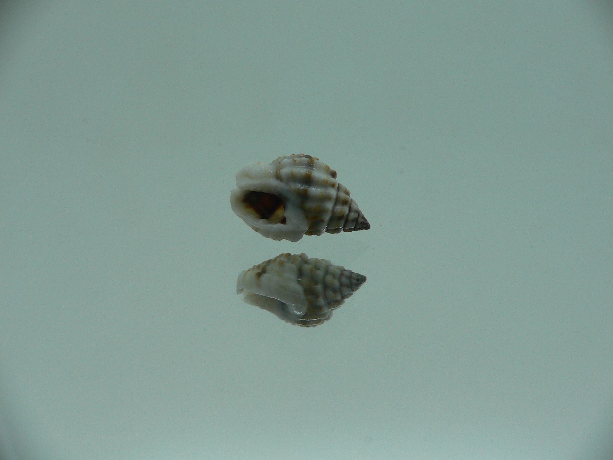 Nassarius crenoliratus