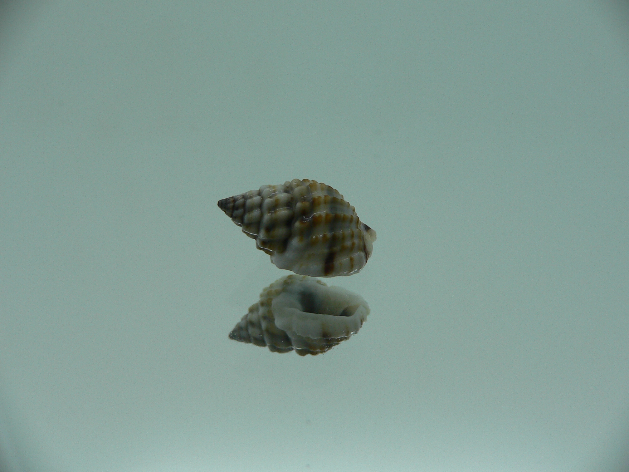 Nassarius crenoliratus