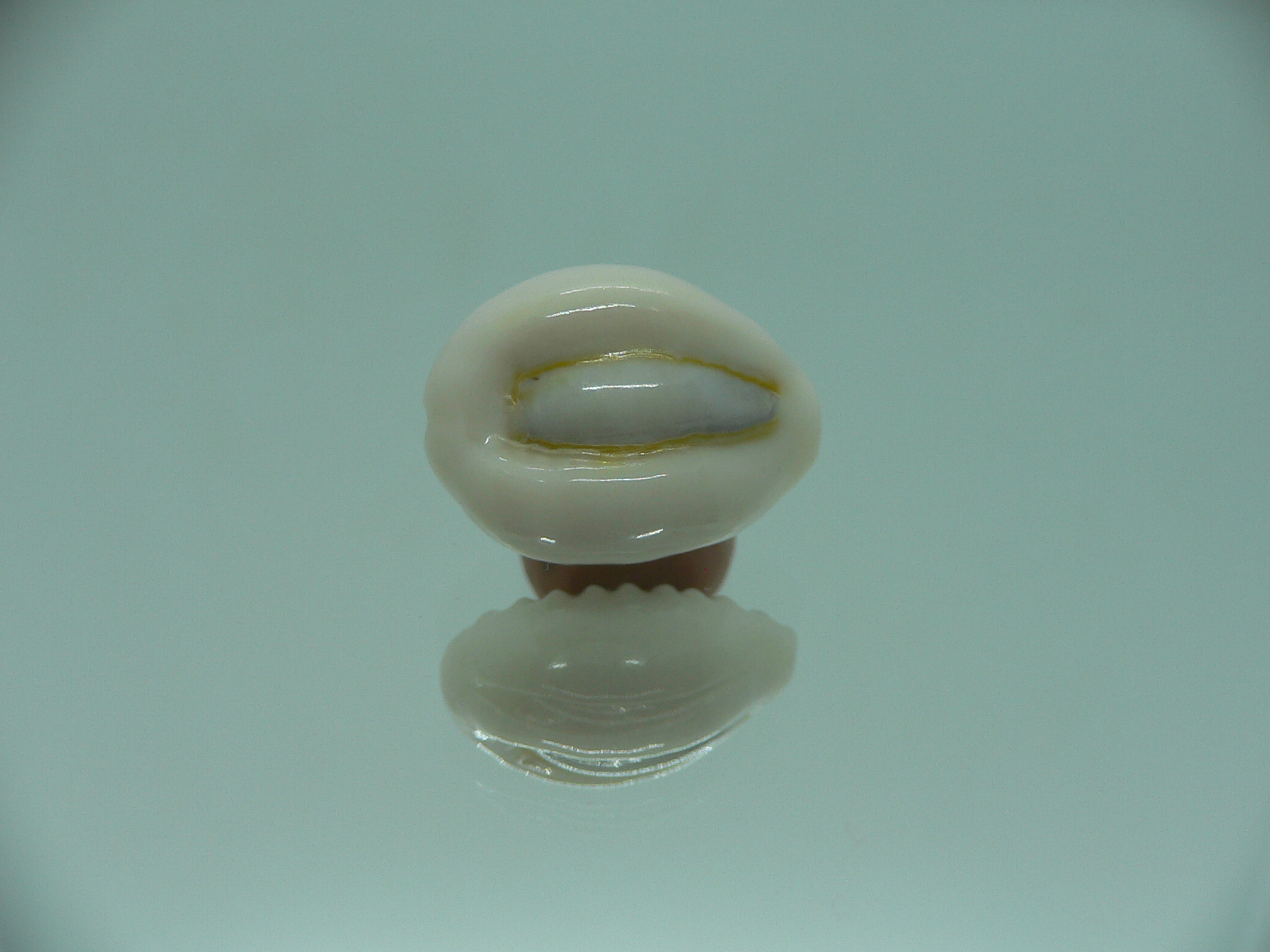 Cypraea obvelata perrieri (var.) WIDE & OREOL