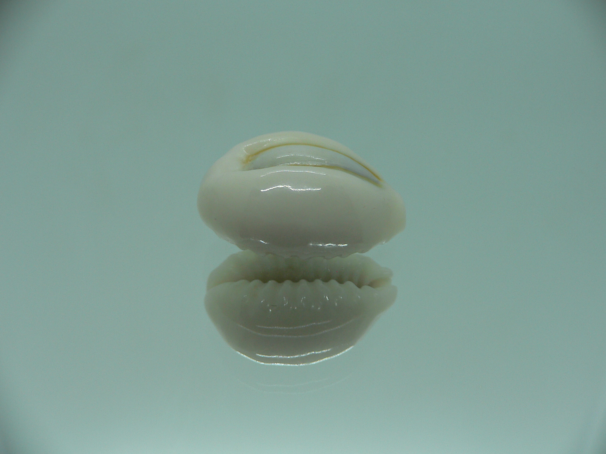 Cypraea obvelata perrieri (var.) WIDE & OREOL