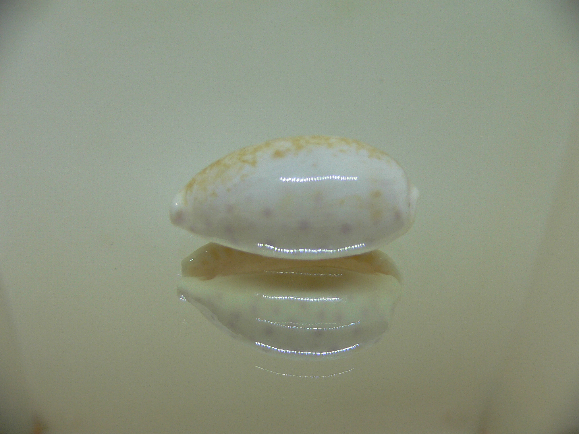 Cypraea chinensis variolaria tortirostris (var.)