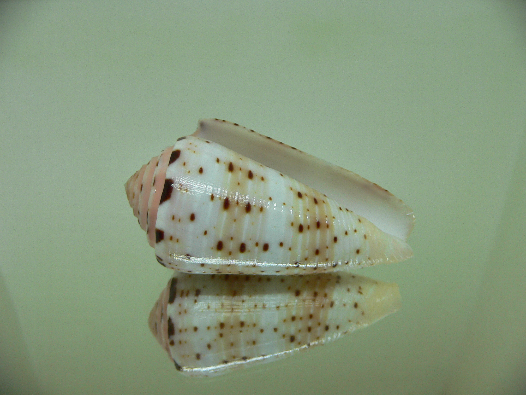 Conus aurisiacus UNUSUAL