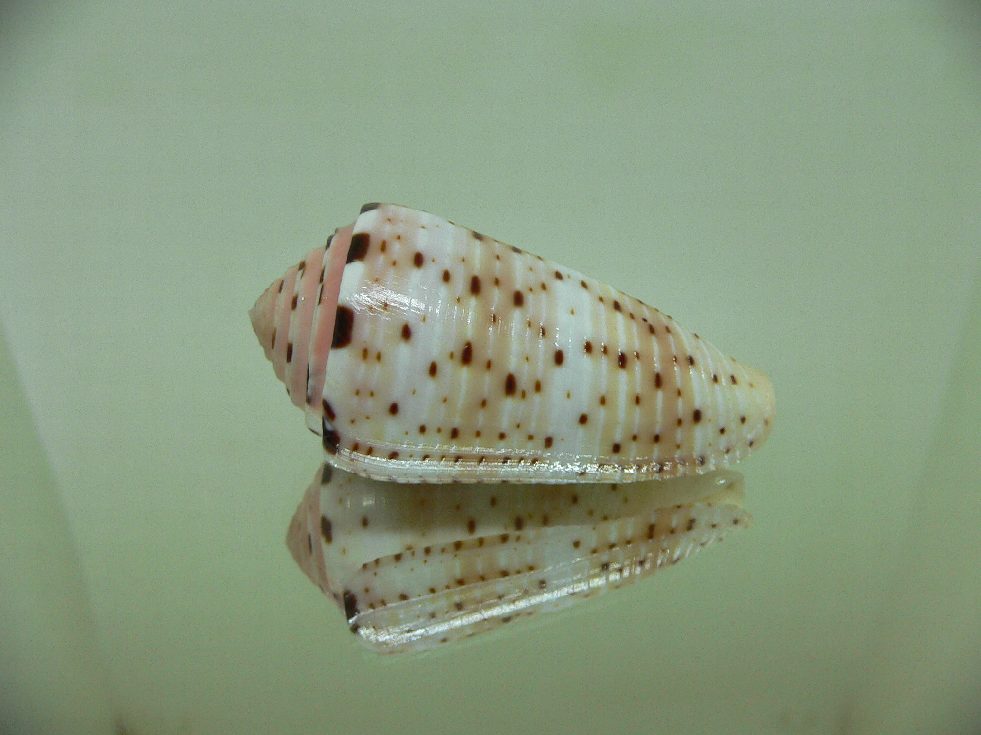 Conus aurisiacus UNUSUAL