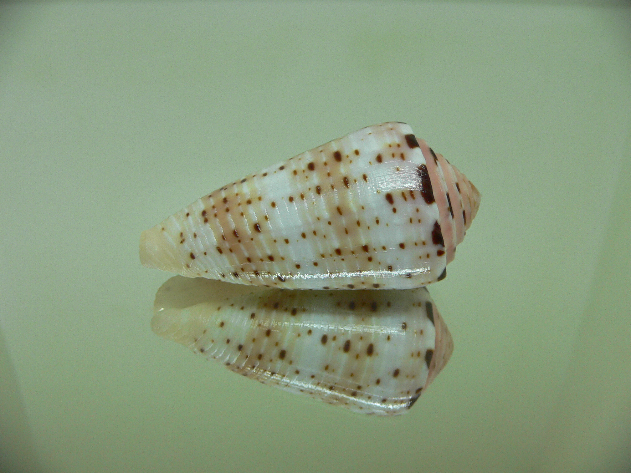 Conus aurisiacus UNUSUAL