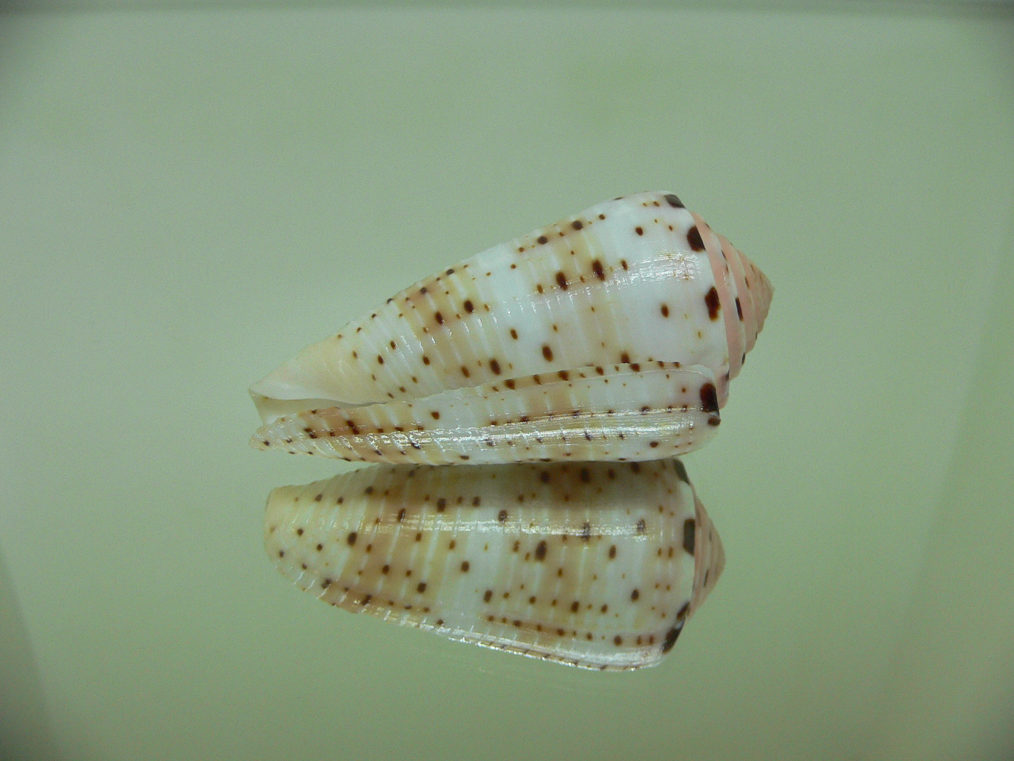 Conus aurisiacus UNUSUAL