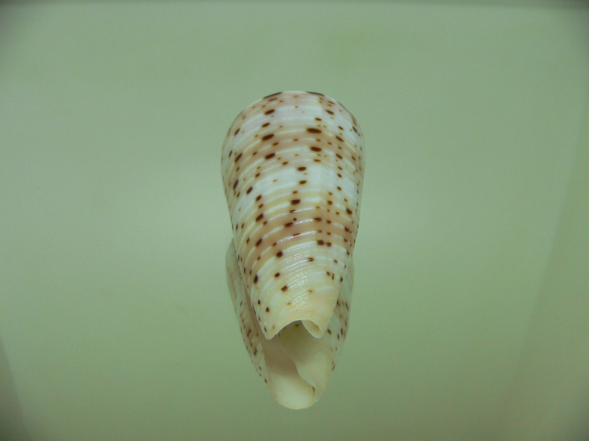 Conus aurisiacus UNUSUAL