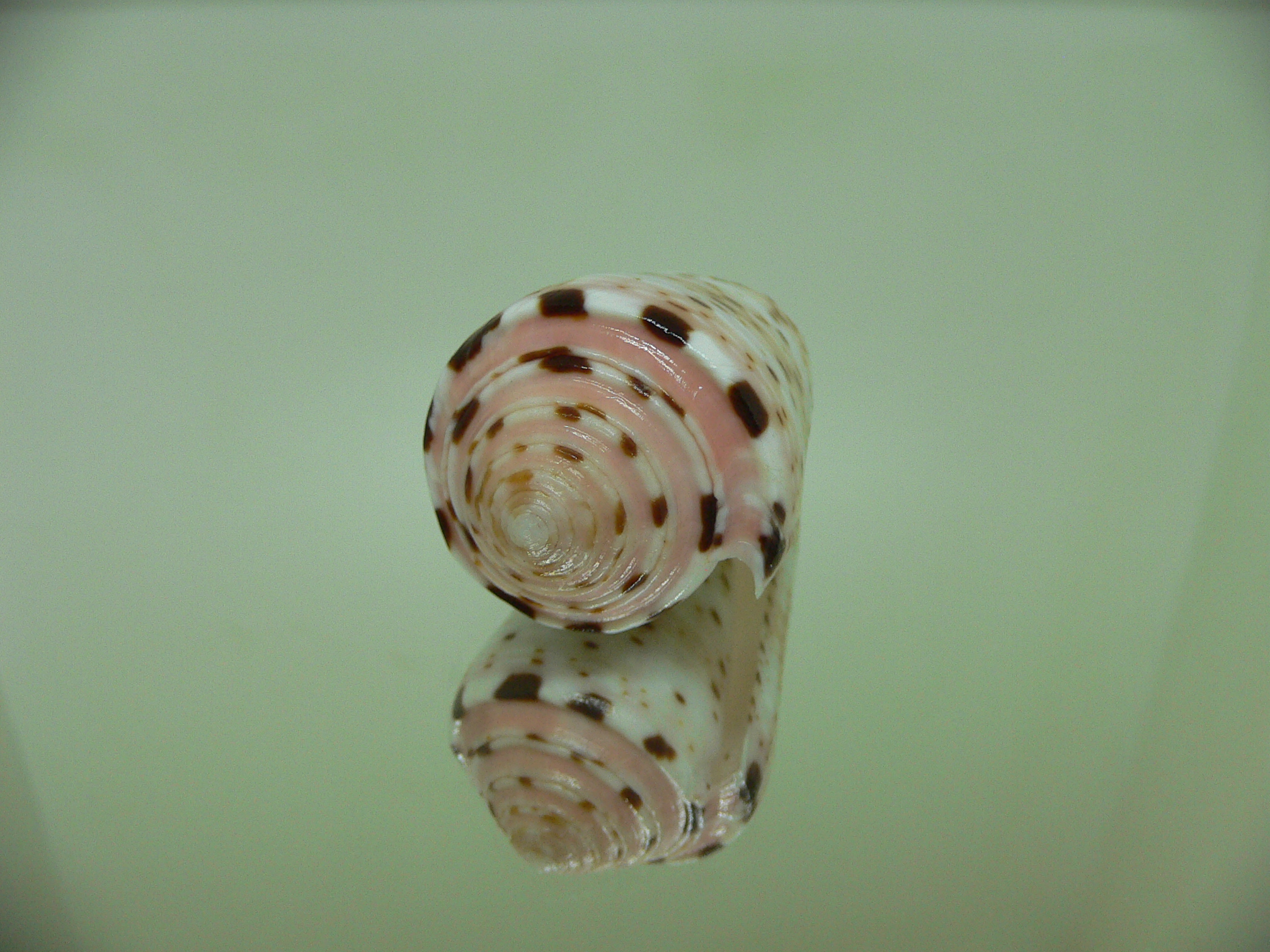 Conus aurisiacus UNUSUAL