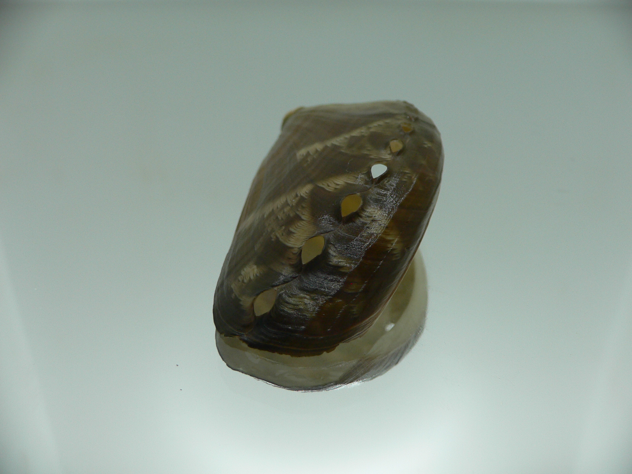 Haliotis asinina IDEAL & PEARL