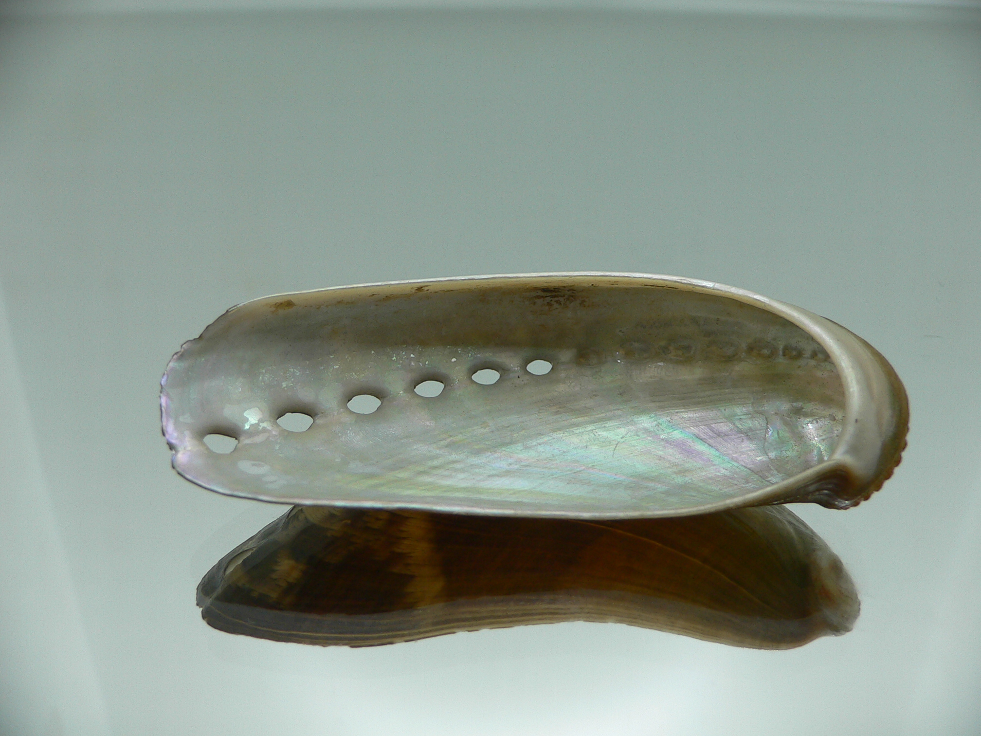 Haliotis asinina IDEAL & PEARL