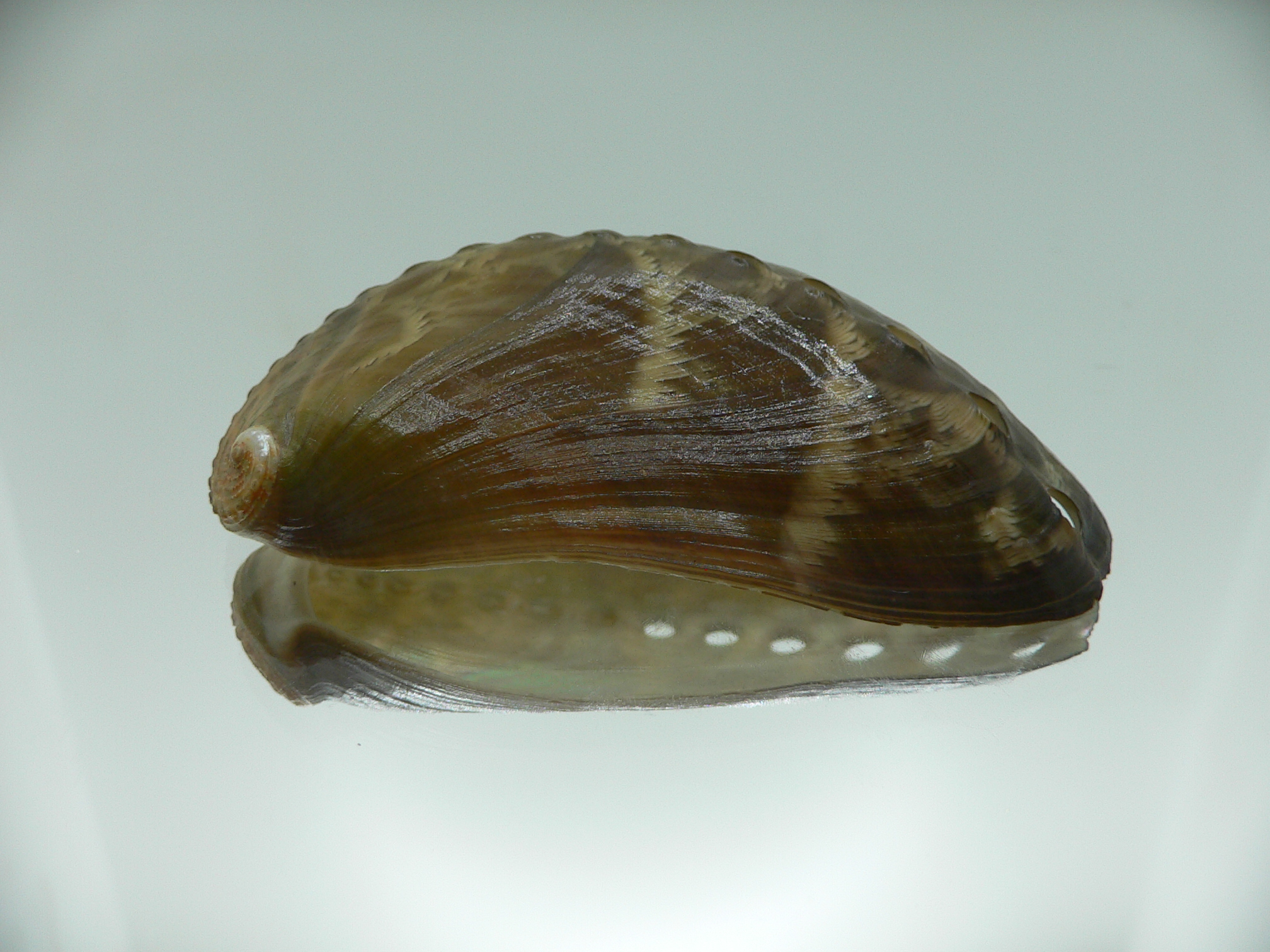 Haliotis asinina IDEAL & PEARL