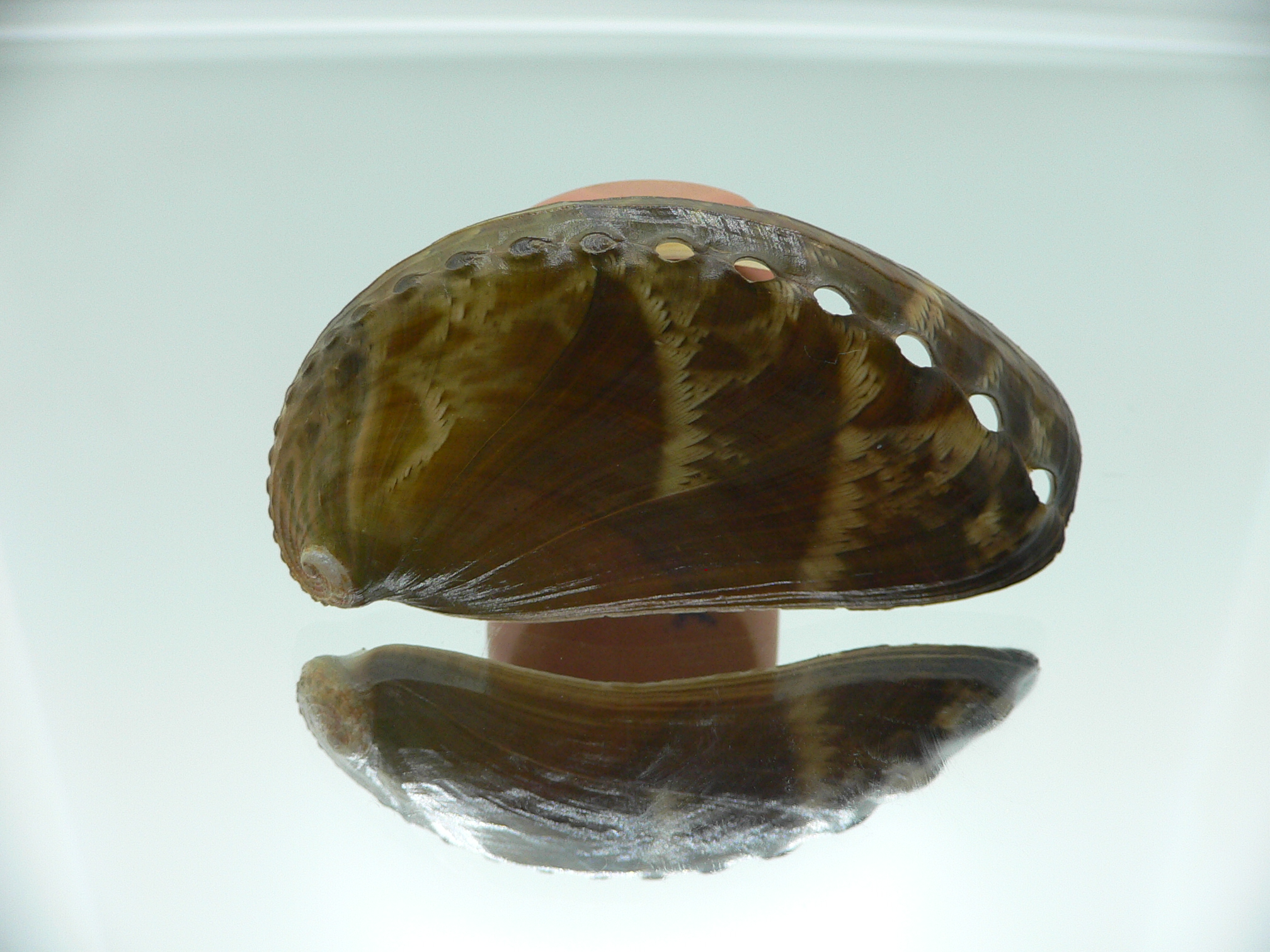 Haliotis asinina IDEAL & PEARL