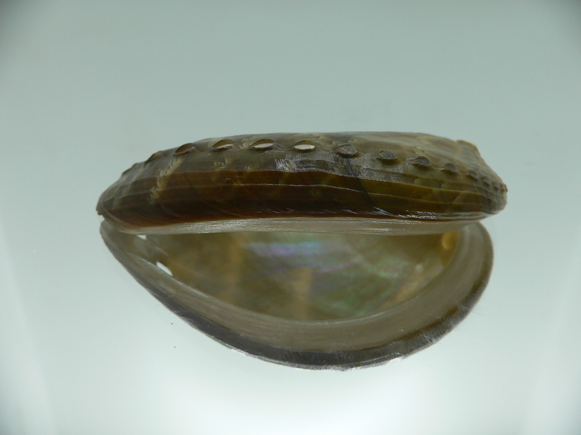 Haliotis asinina IDEAL & PEARL