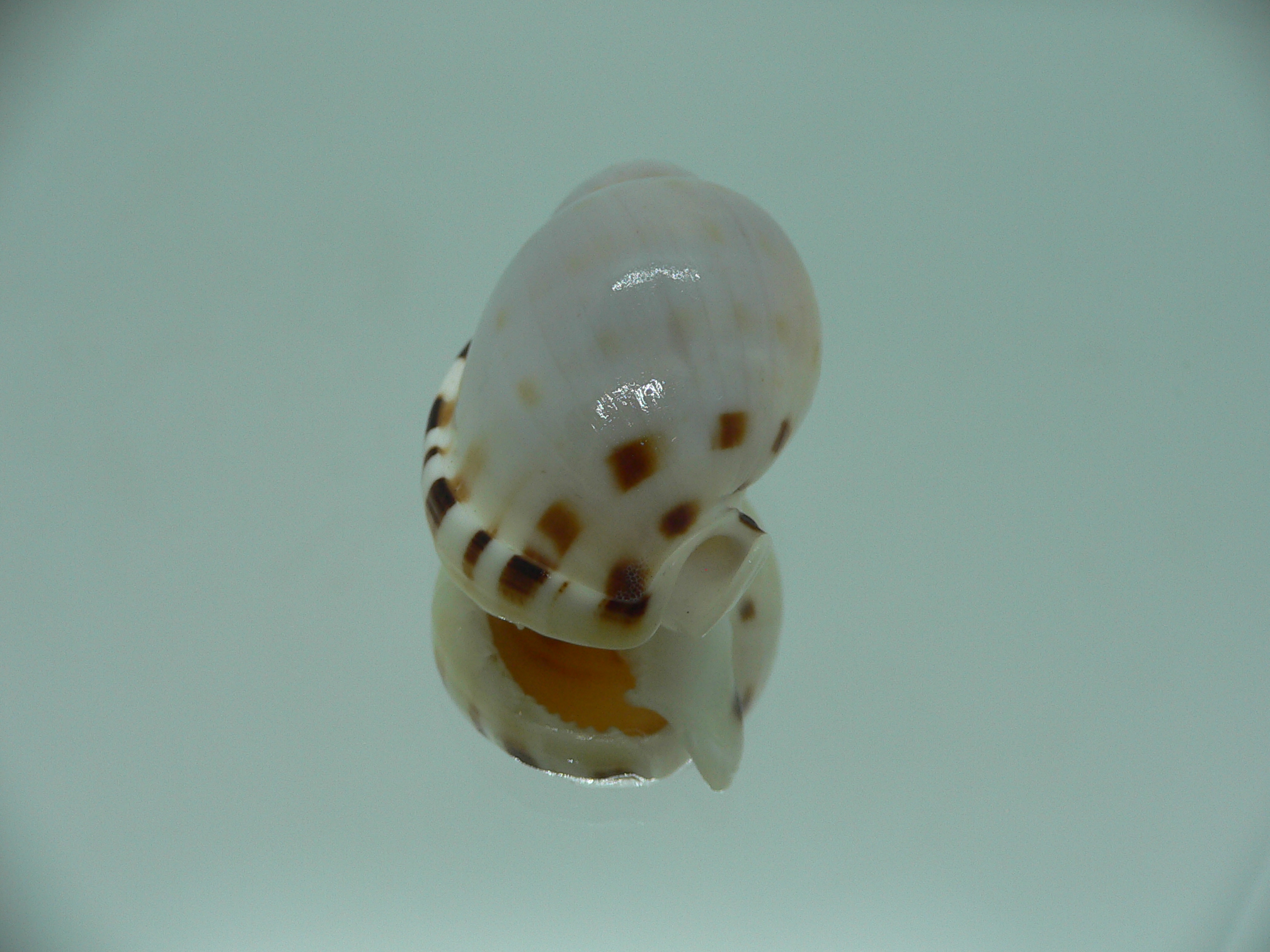 Casmaria ponderosa ADULT MIDGET