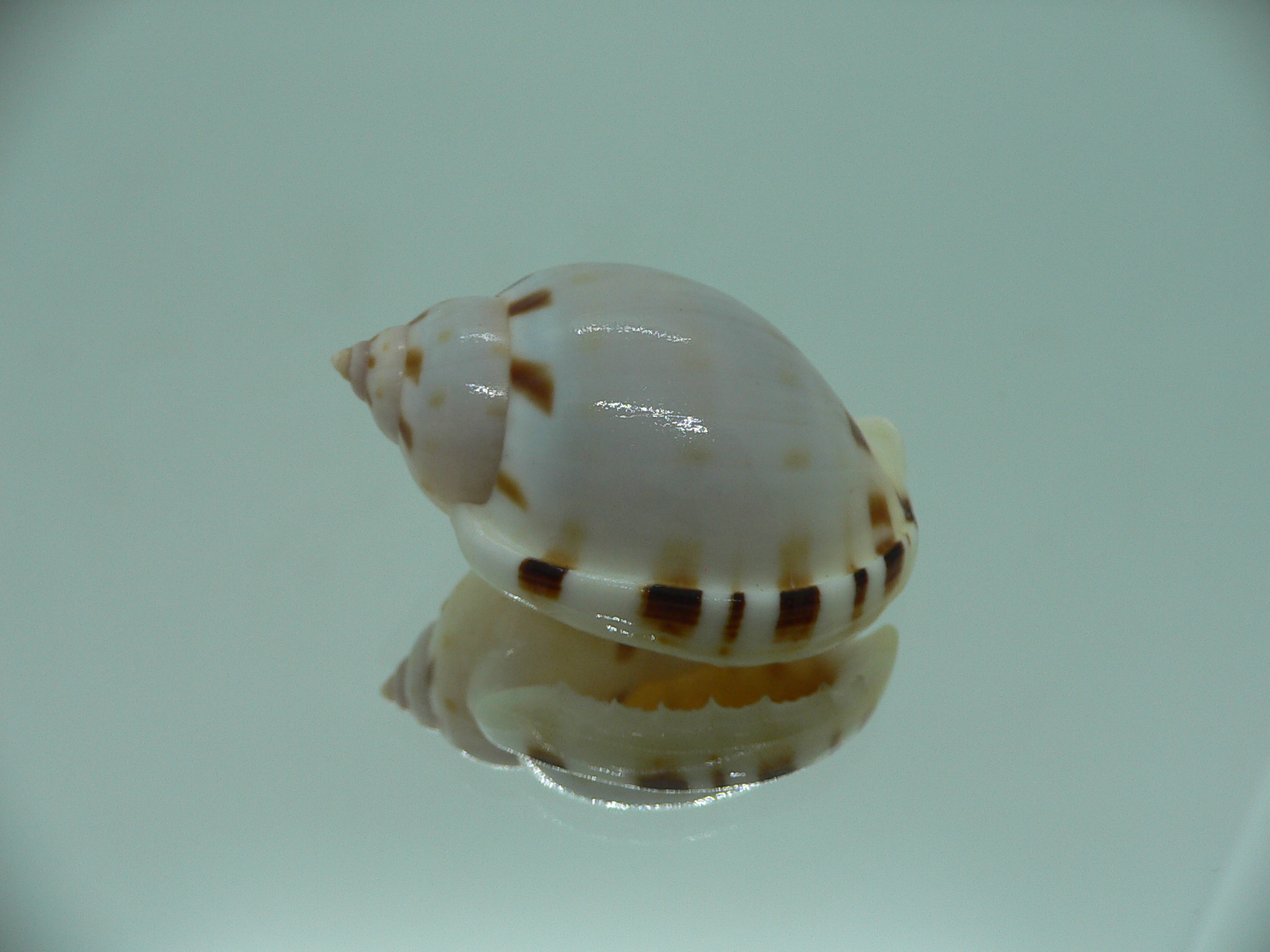 Casmaria ponderosa ADULT MIDGET