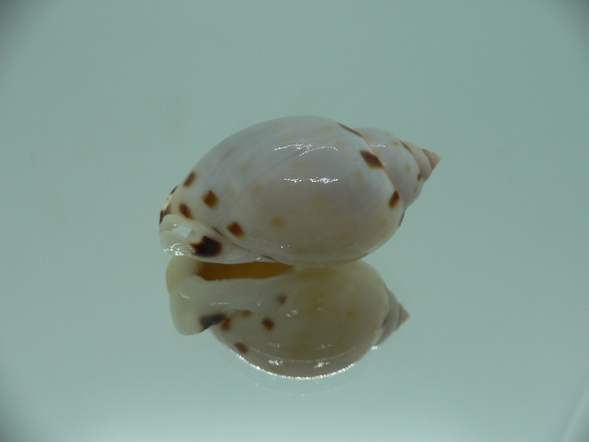 Casmaria ponderosa ADULT MIDGET
