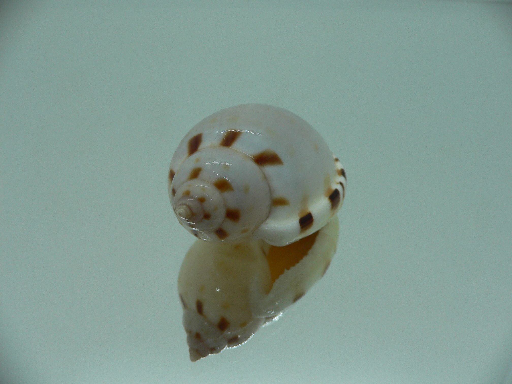 Casmaria ponderosa ADULT MIDGET