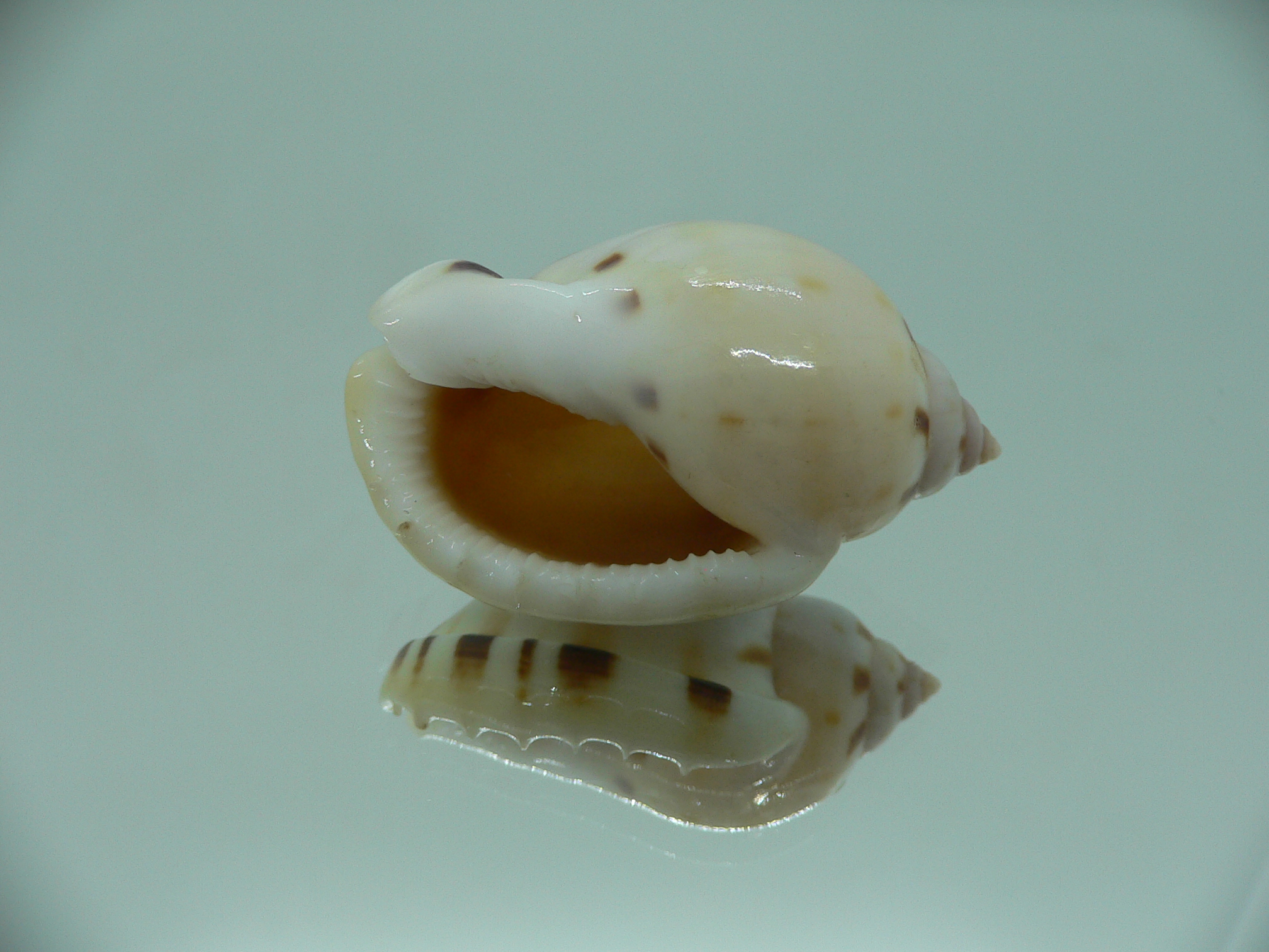 Casmaria ponderosa ADULT MIDGET