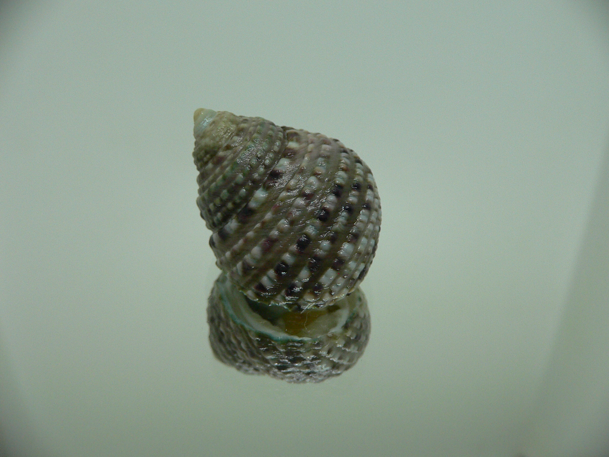 Monodonta labio labio MOTLEY & DOTTED LINE