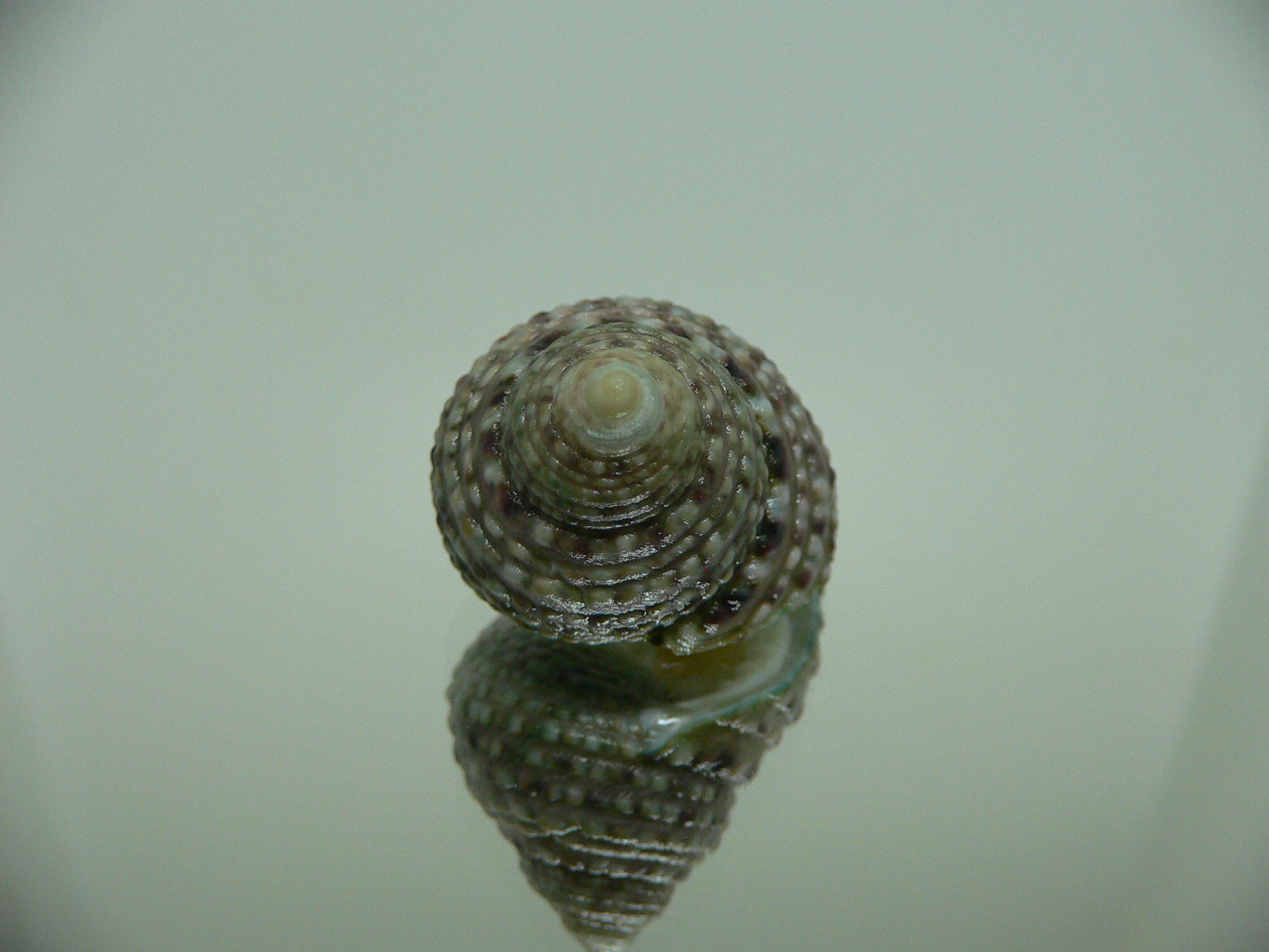 Monodonta labio labio MOTLEY & DOTTED LINE