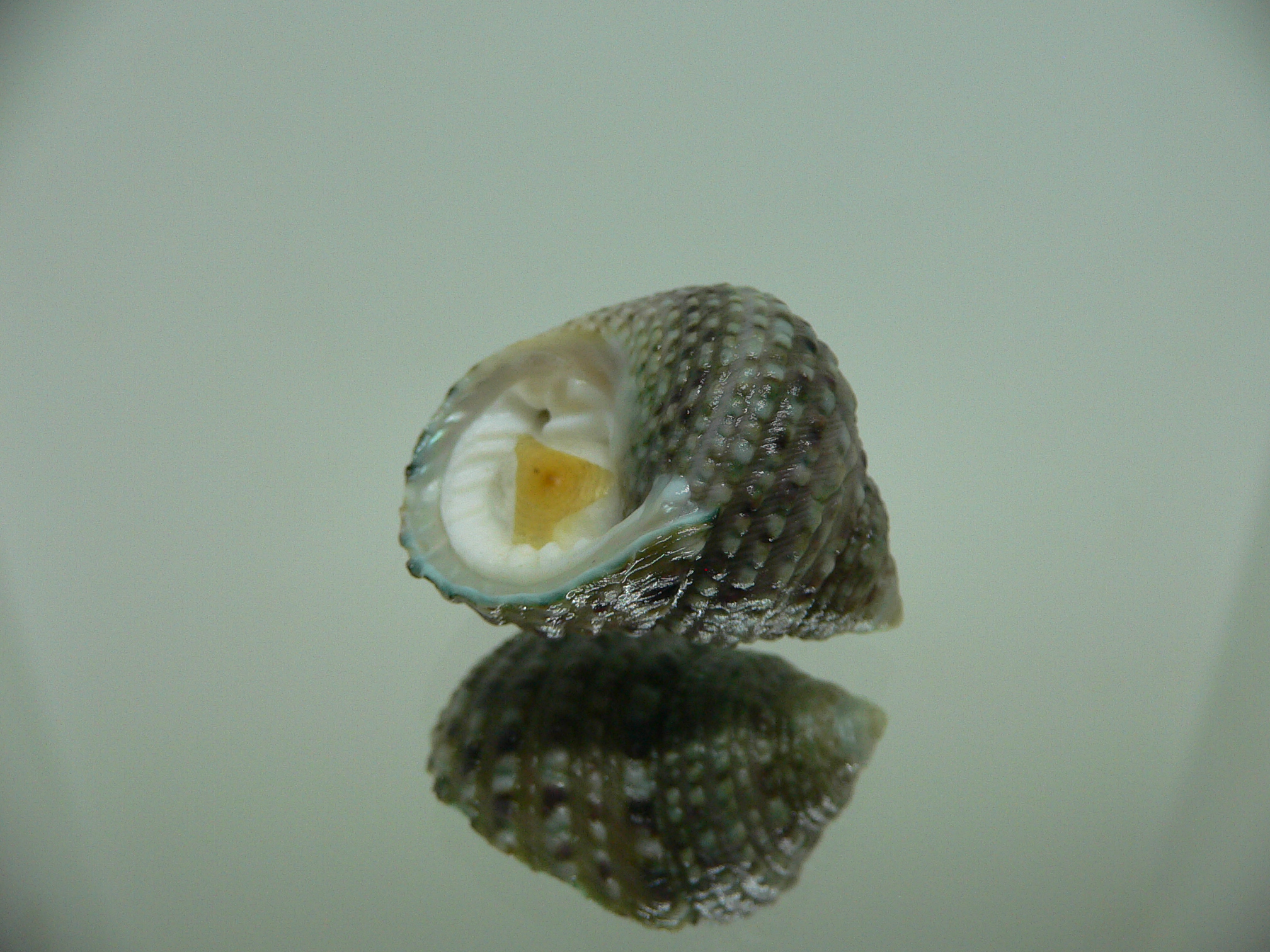 Monodonta labio labio MOTLEY & DOTTED LINE