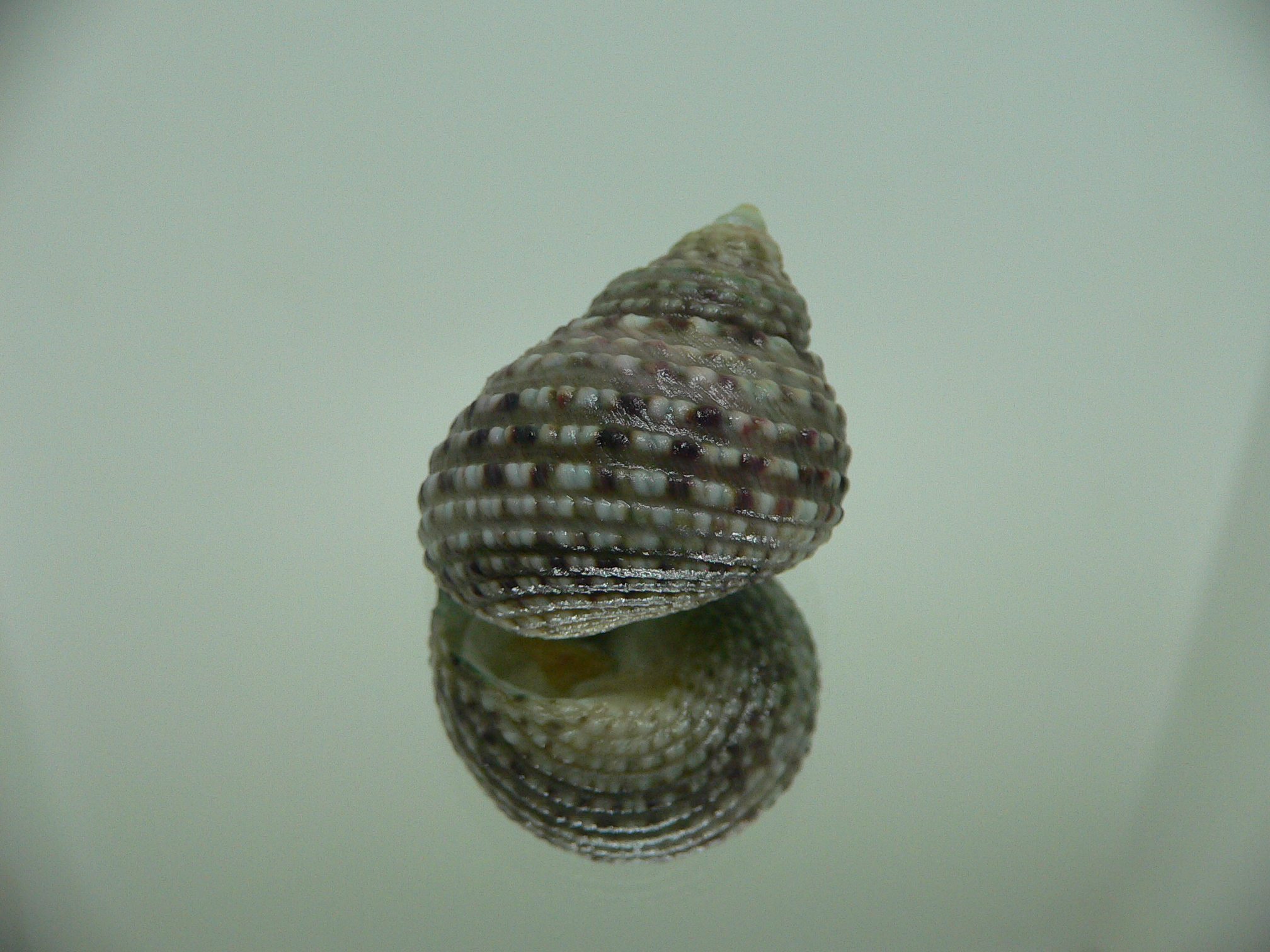 Monodonta labio labio MOTLEY & DOTTED LINE