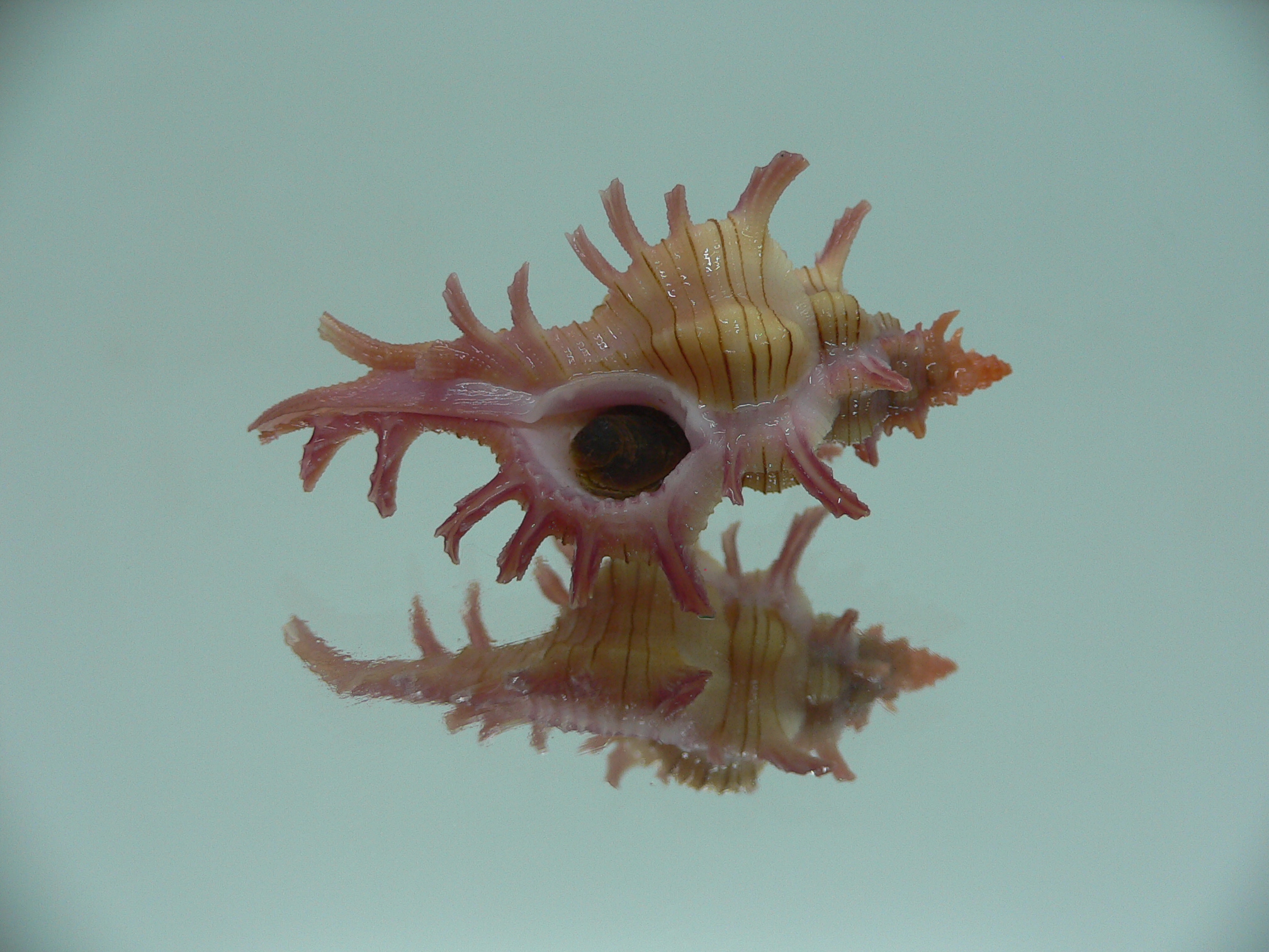 Chicoreus aculeatus IDEAL