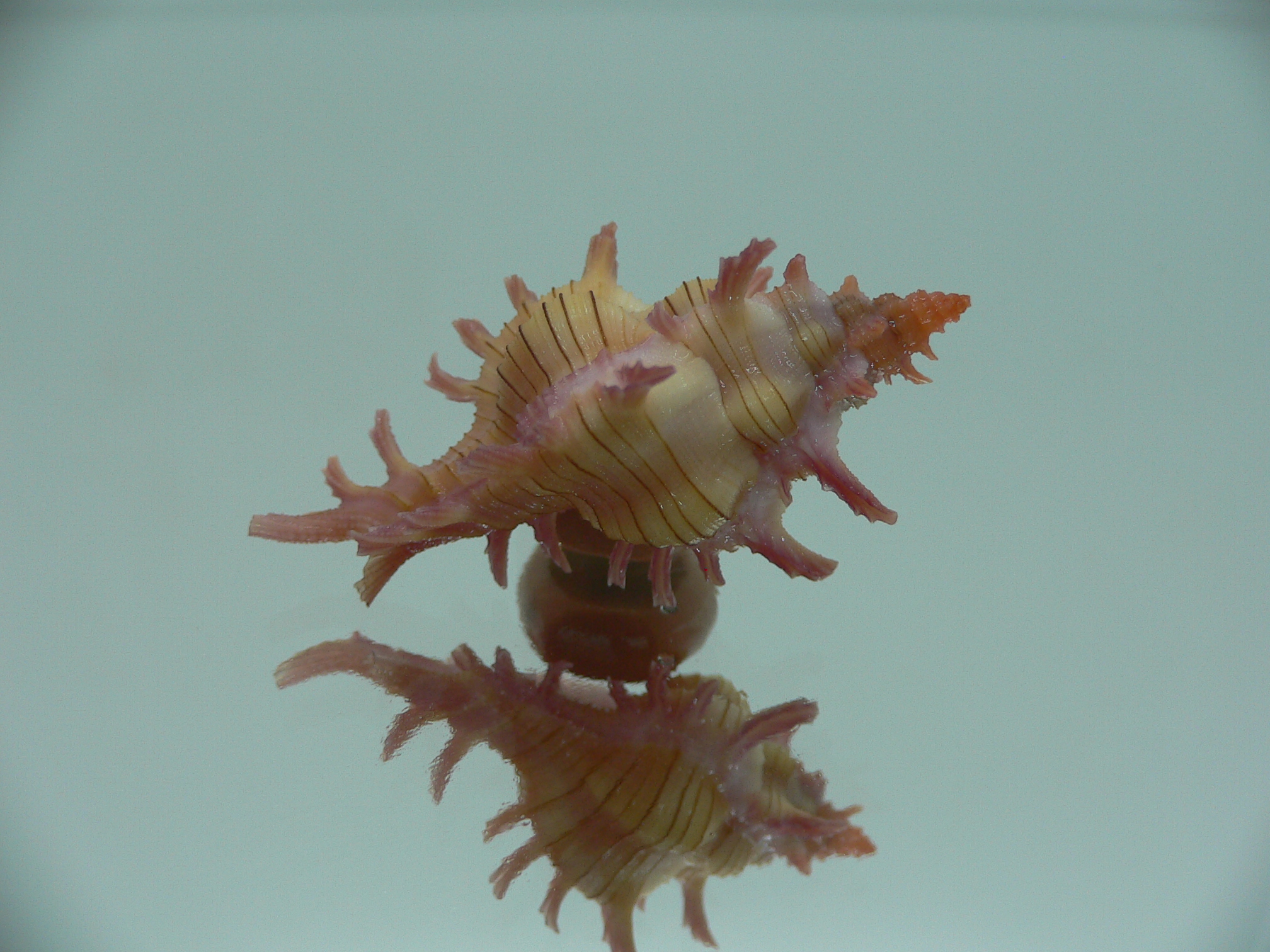 Chicoreus aculeatus IDEAL