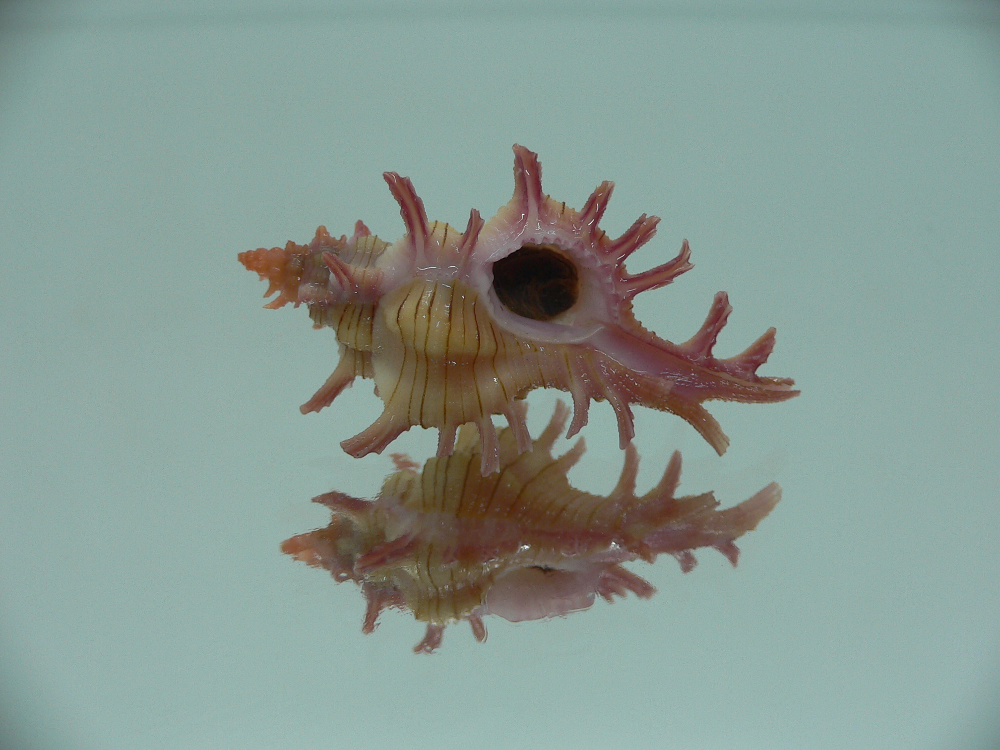 Chicoreus aculeatus IDEAL